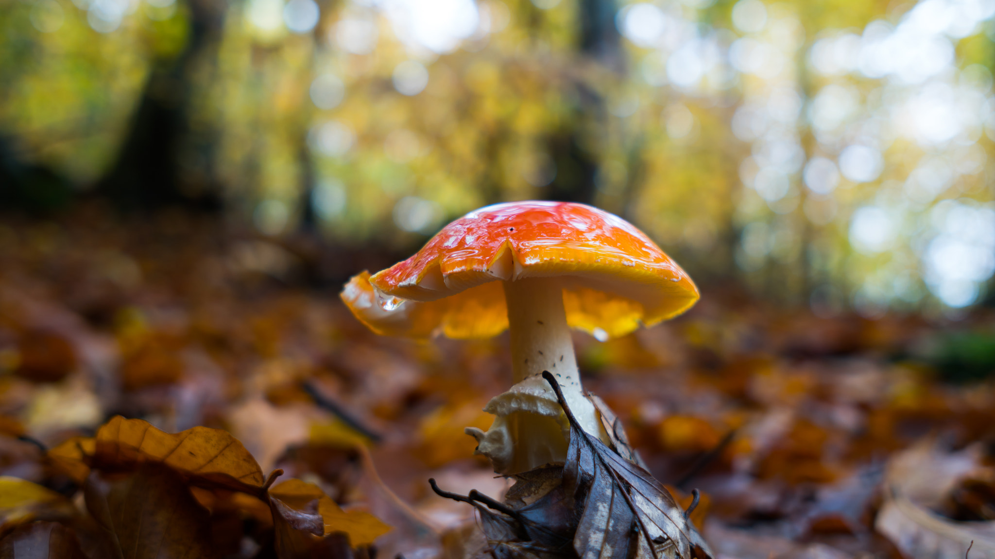 Sony a6300 sample photo. Close up Μushroom photography