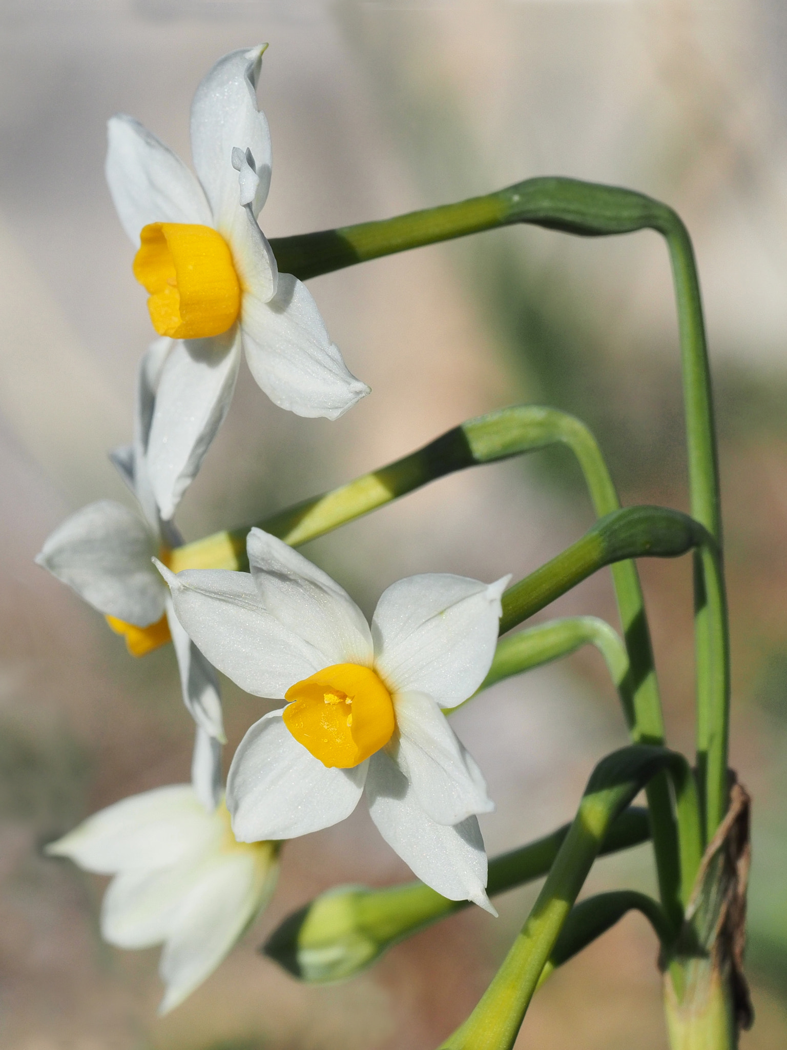 Olympus M.Zuiko Digital ED 60mm F2.8 Macro sample photo. Narcissus tazetta photography