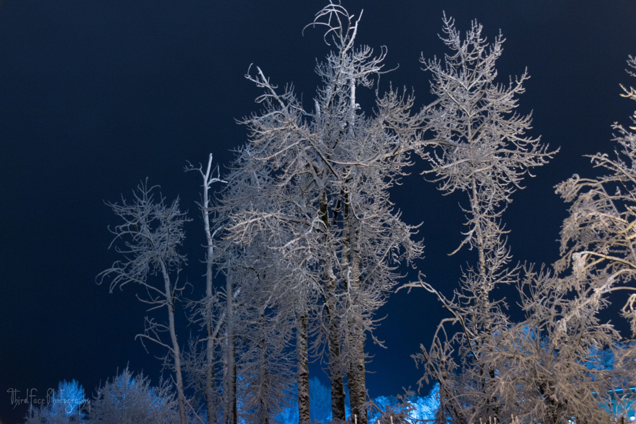 Sigma 18-250mm F3.5-6.3 DC OS HSM sample photo. Ghost trees photography