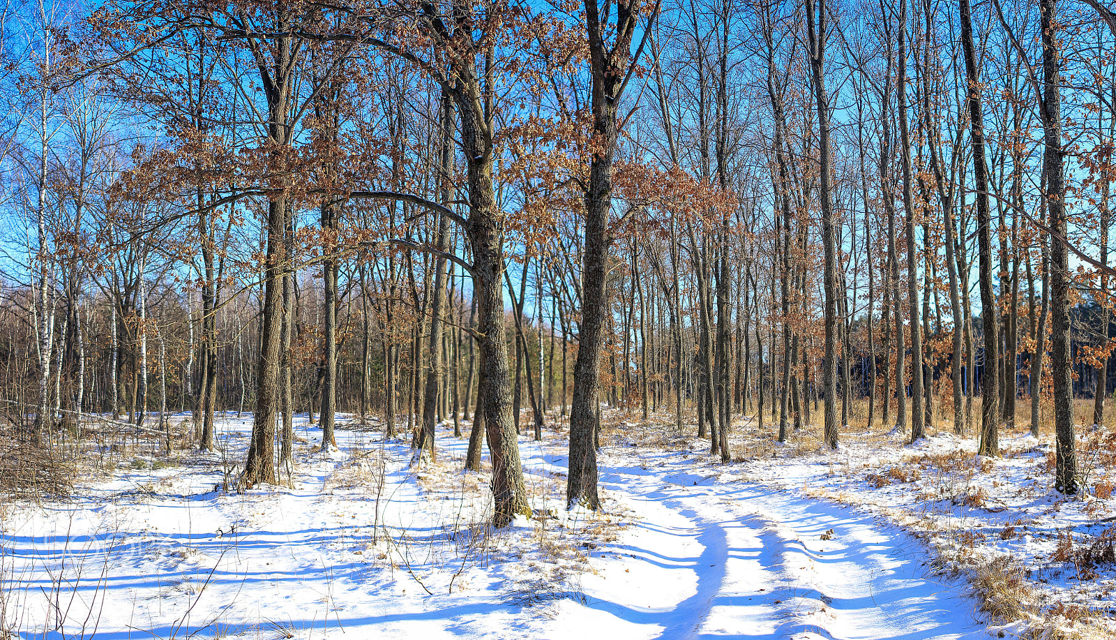 Canon EF 40mm F2.8 STM sample photo. Зимно photography