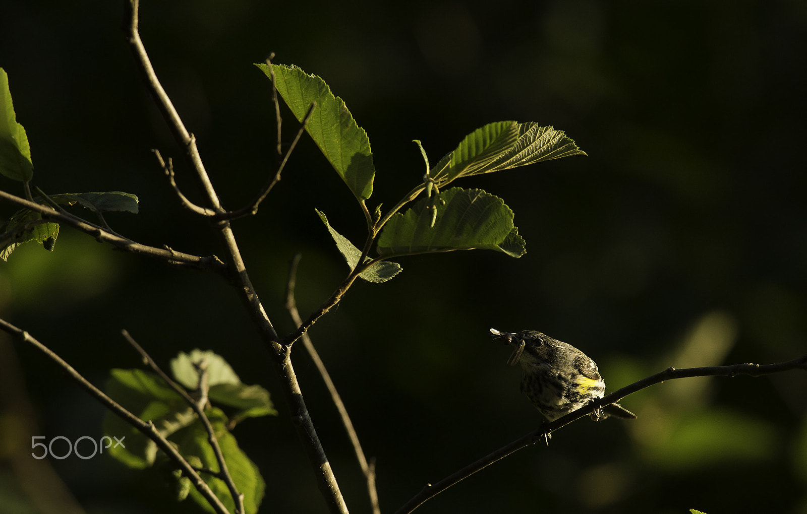 Nikon AF-S Nikkor 300mm F4D ED-IF sample photo. Par croup photography