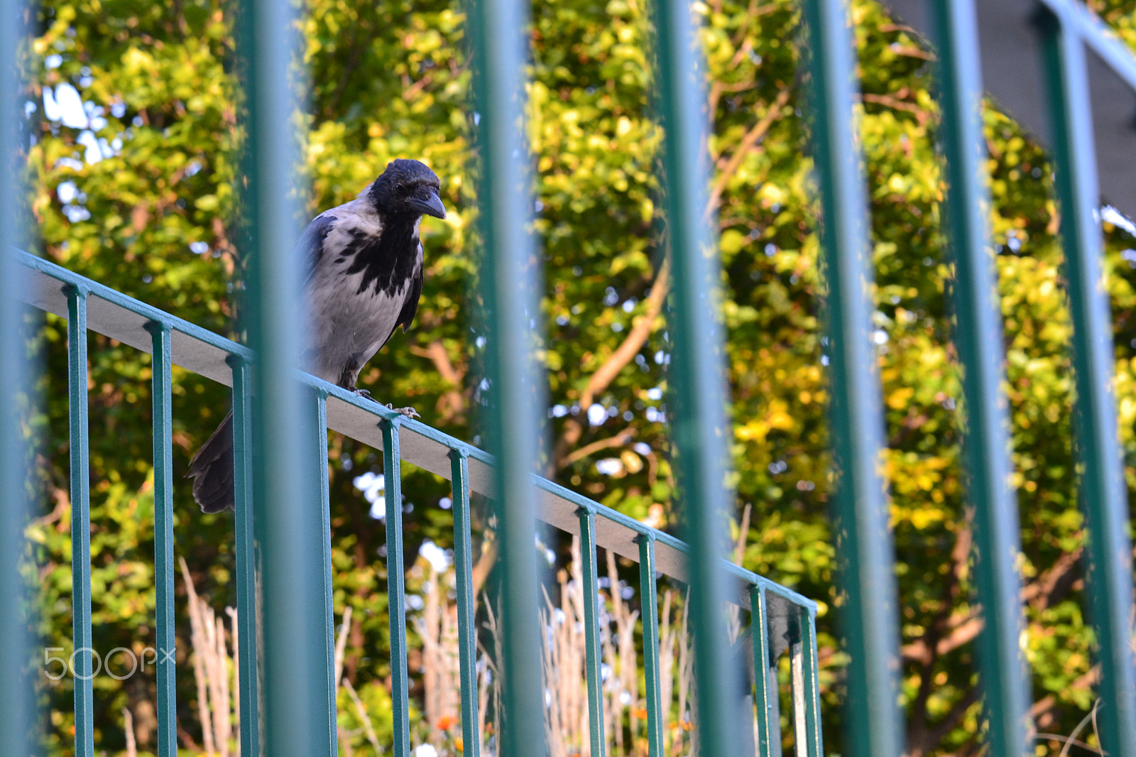 Nikon AF-S DX Micro-Nikkor 85mm F3.5G ED VR sample photo. Crow photography