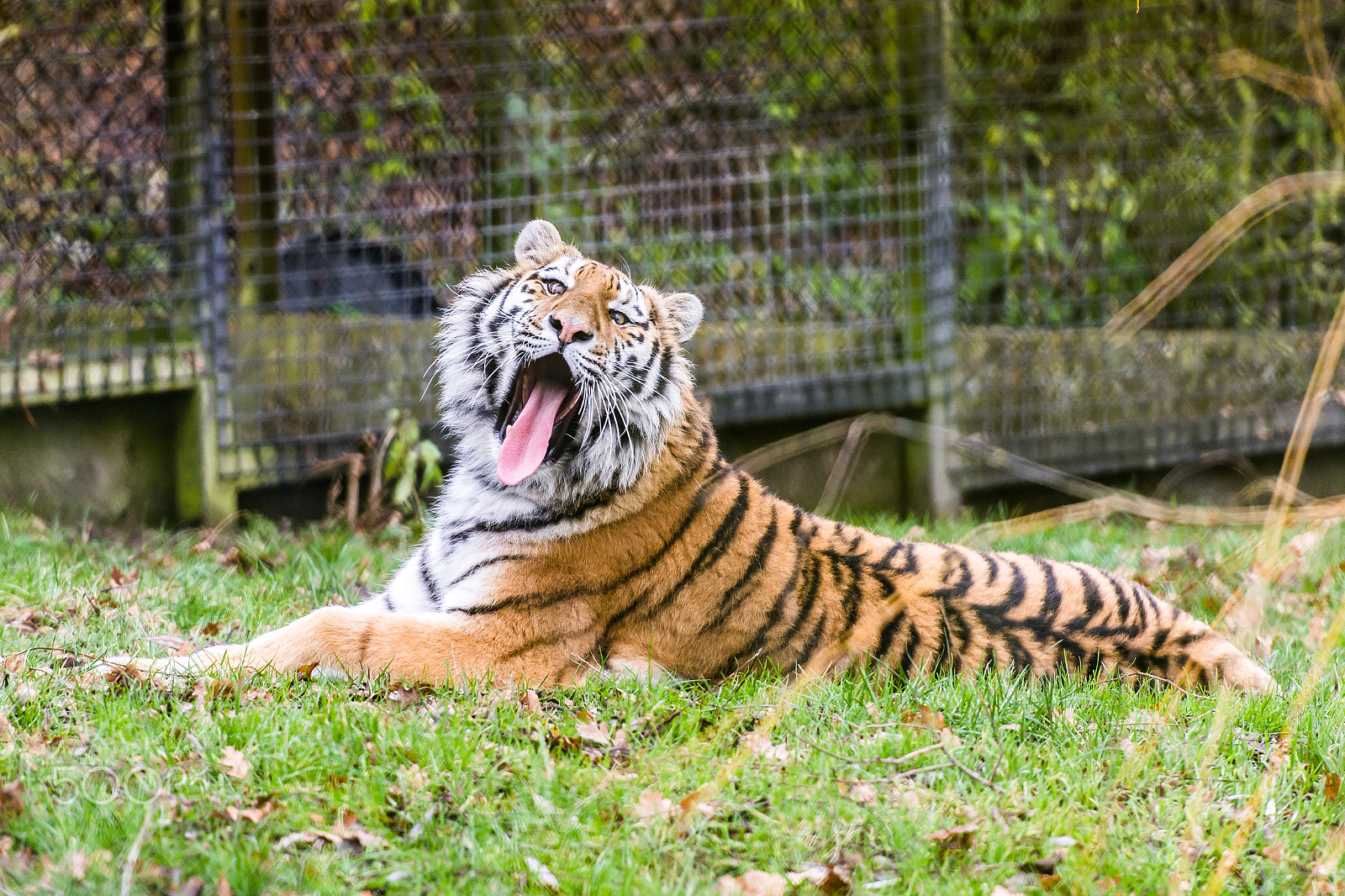 Nikon AF-S Nikkor 70-200mm F2.8G ED VR II sample photo. Tigers yawn photography