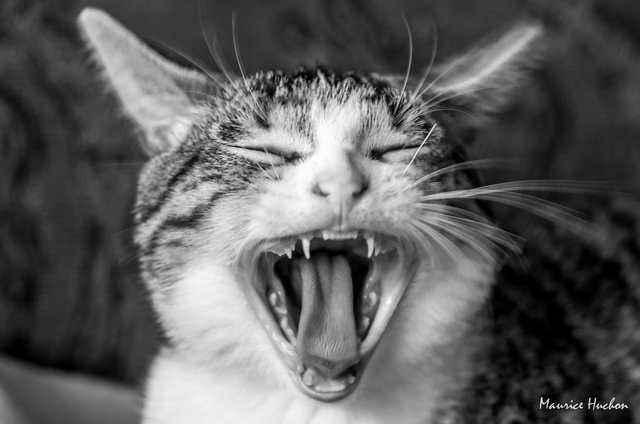 Pentax K-5 sample photo. Mort de rire!!! photography