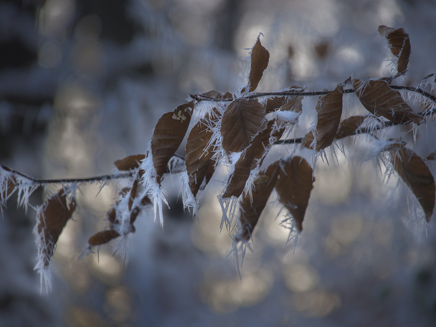 Olympus OM-D E-M5 + Tamron 14-150mm F3.5-5.8 Di III sample photo. Hoarfrost photography