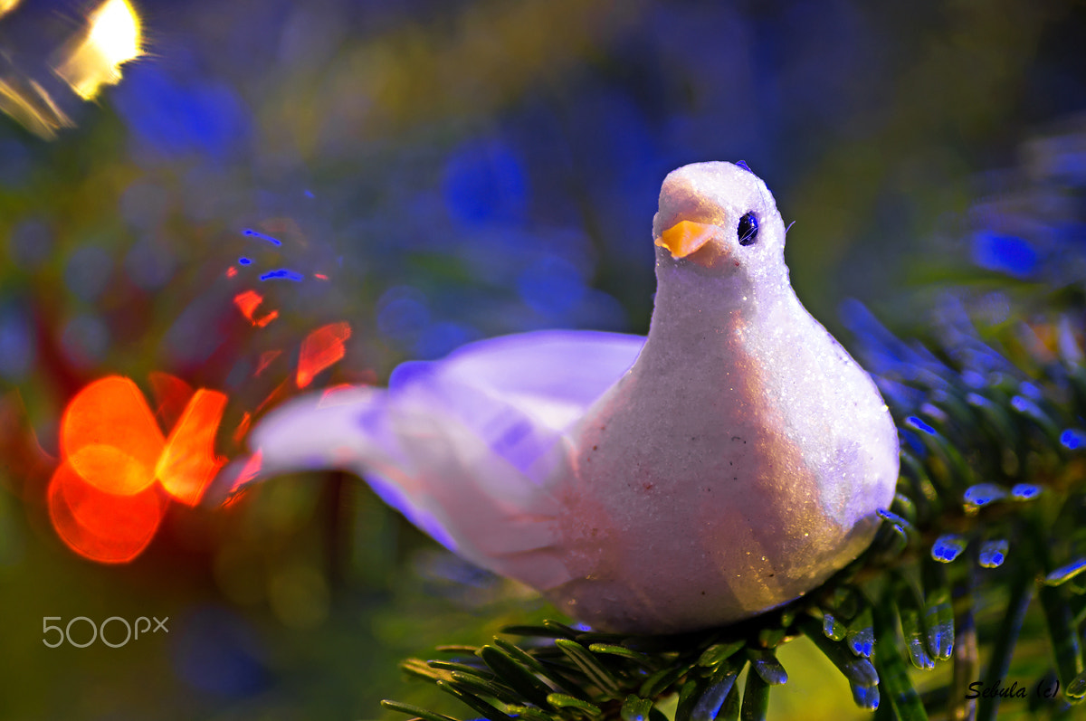 Sony DT 55-200mm F4-5.6 SAM sample photo. Christmas time photography