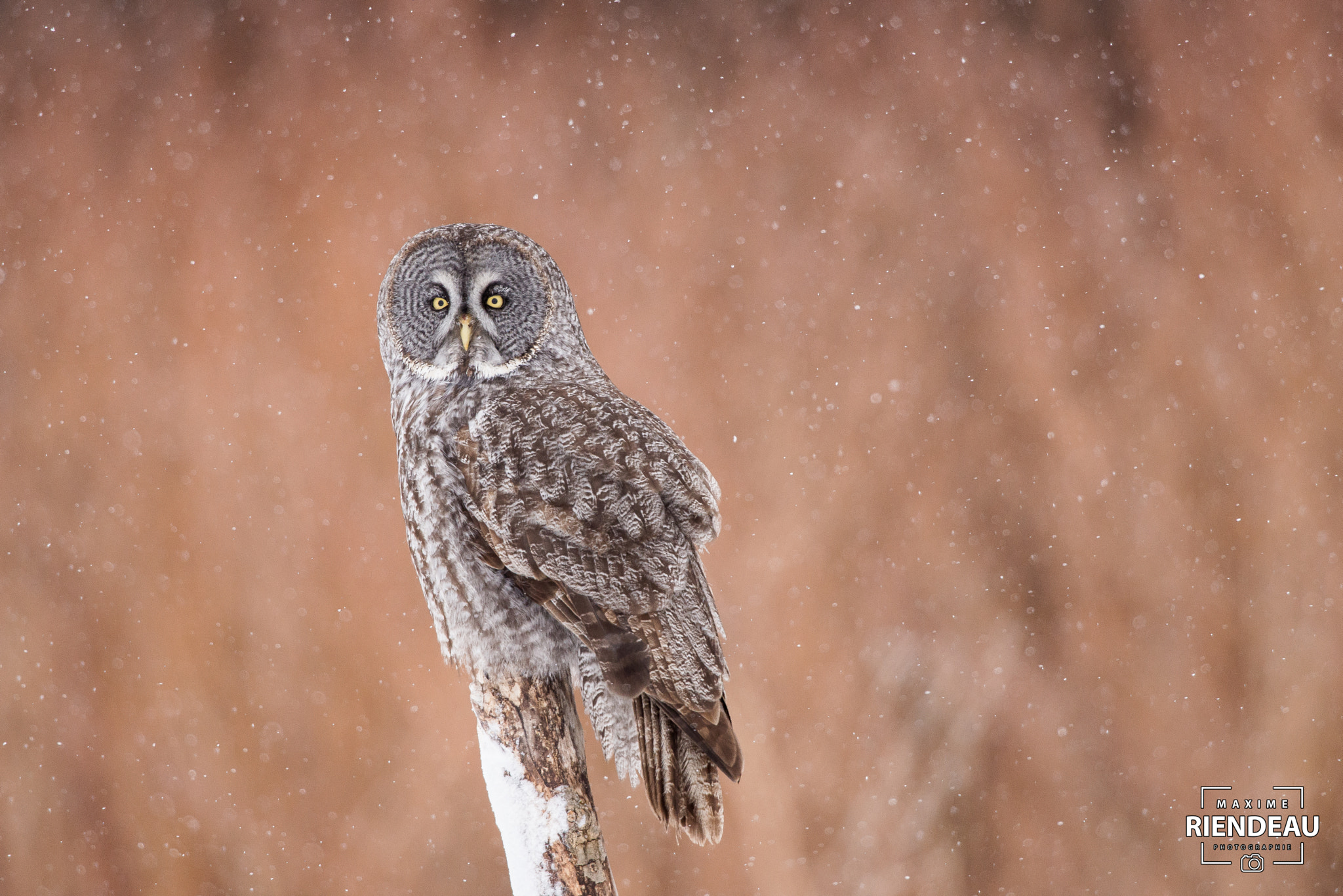 Nikon AF-S Nikkor 600mm F4D ED-IF II sample photo. Great grey owl photography