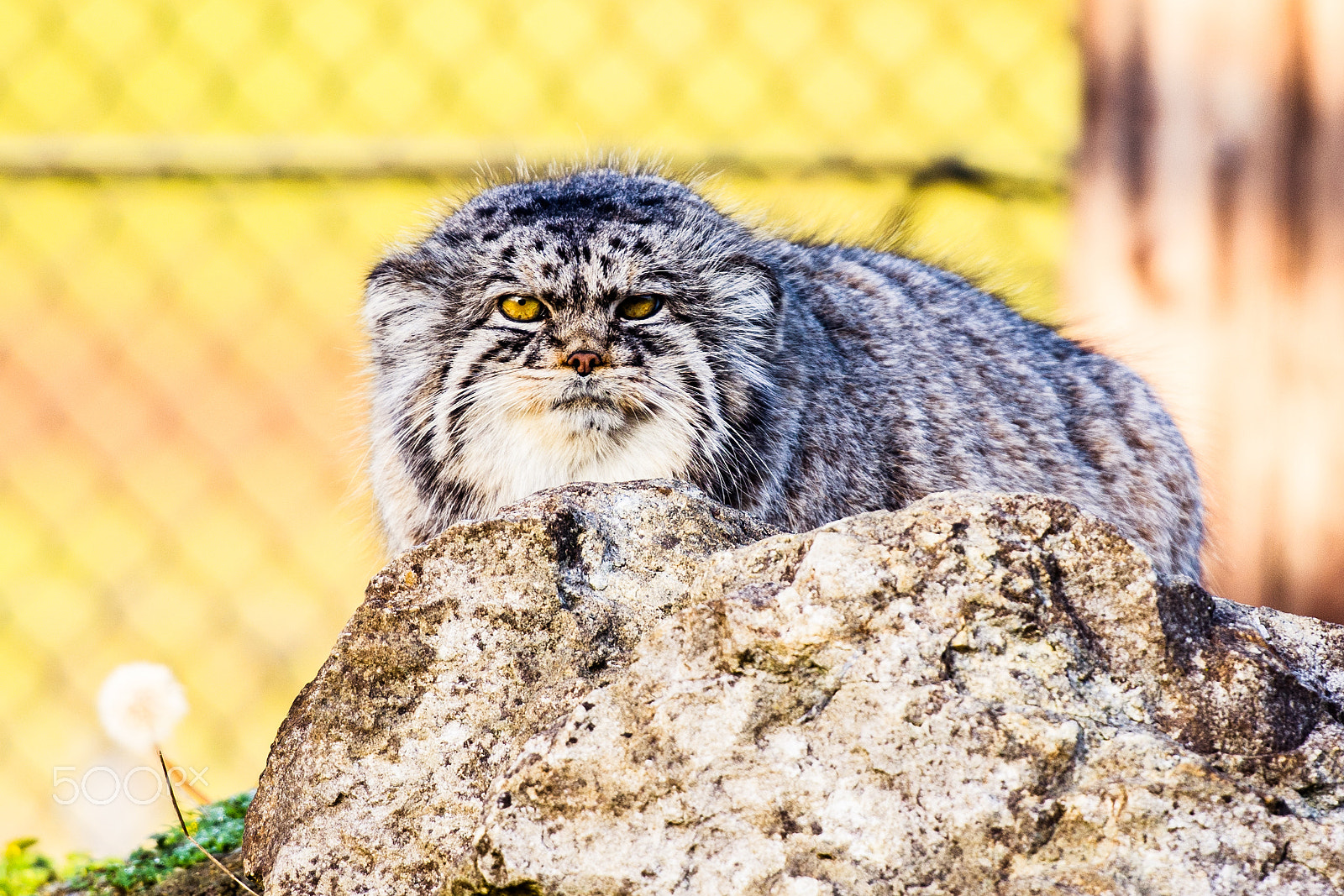 Nikon AF-S Nikkor 70-200mm F2.8G ED VR II sample photo. Grumpy pallas cat photography