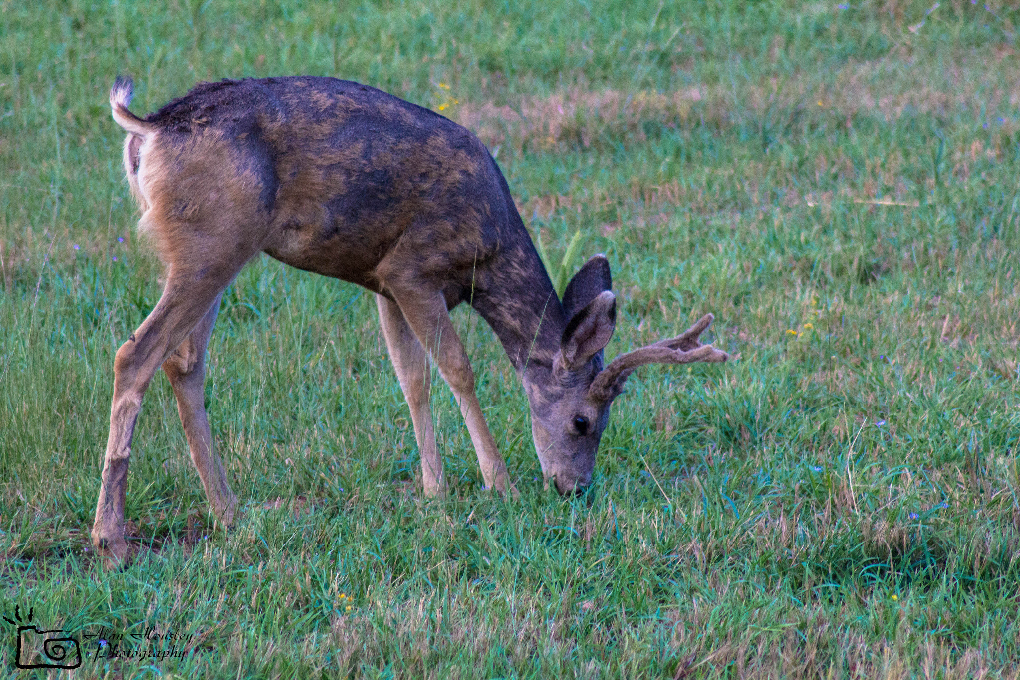 Canon EOS 550D (EOS Rebel T2i / EOS Kiss X4) + Tamron AF 70-300mm F4-5.6 Di LD Macro sample photo. Baby buck photography