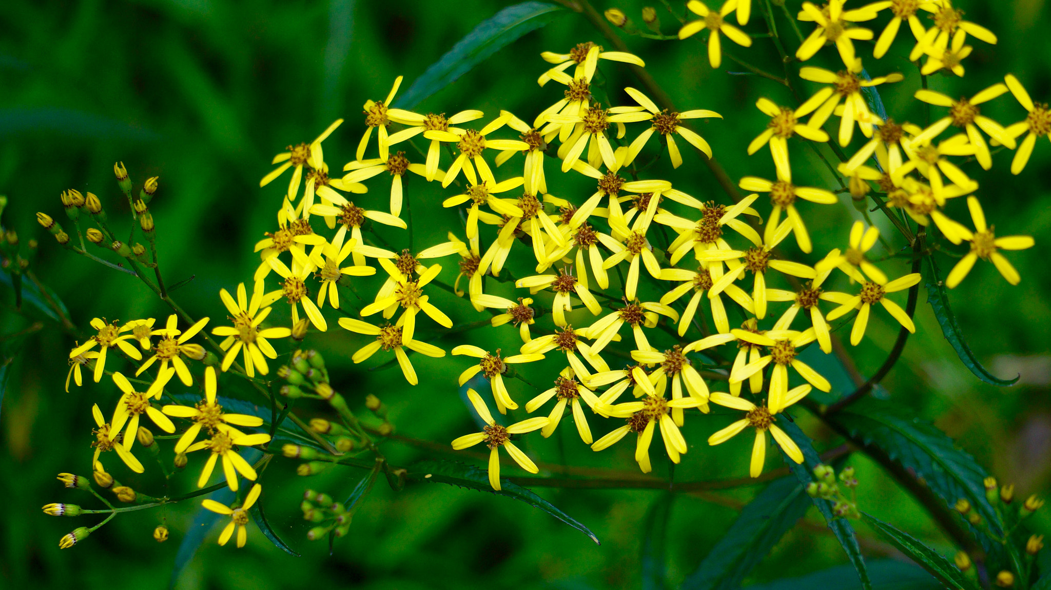 Sony E 55-210mm F4.5-6.3 OSS sample photo. Yellow flowers photography