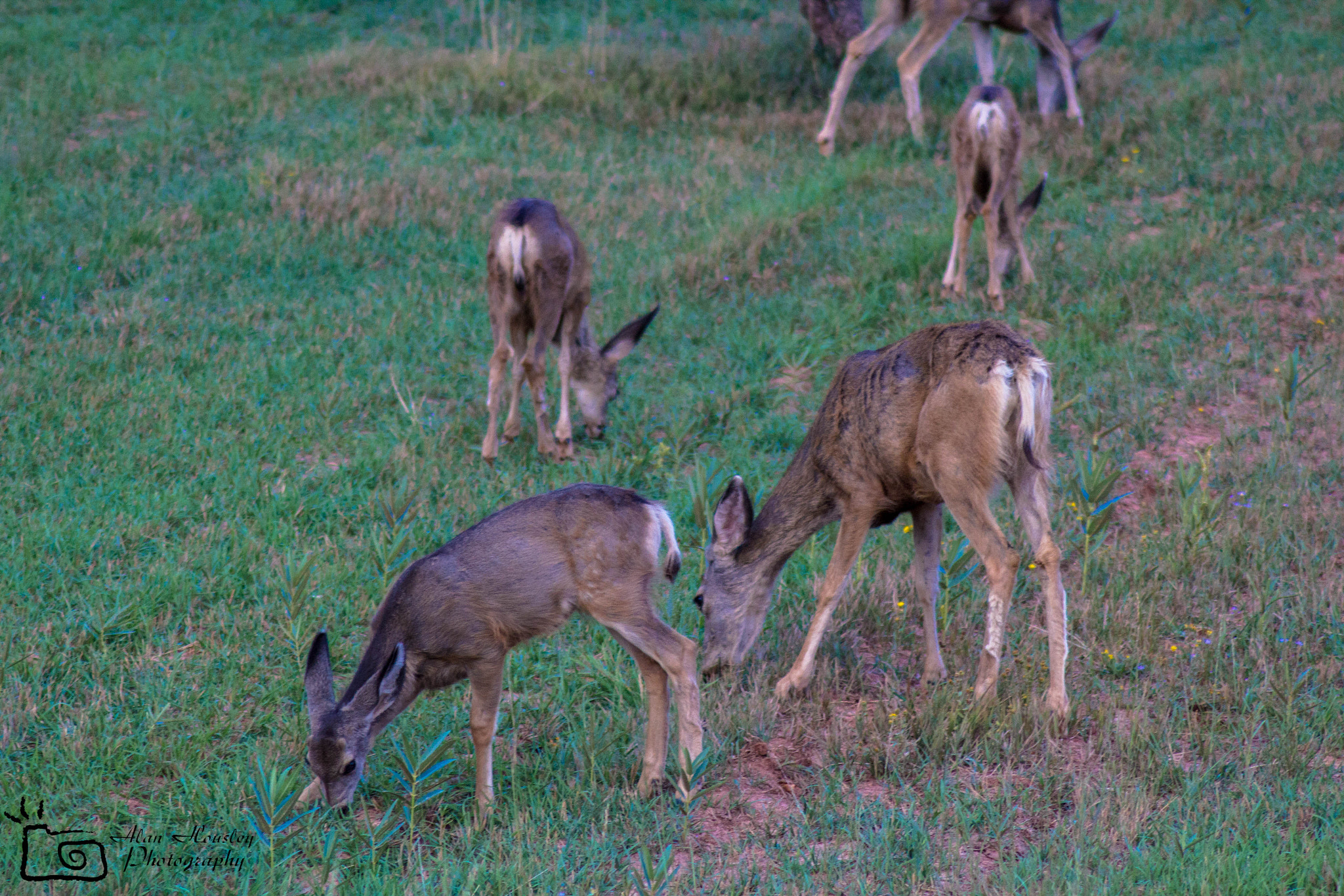 Canon EOS 550D (EOS Rebel T2i / EOS Kiss X4) sample photo. Baby deer photography