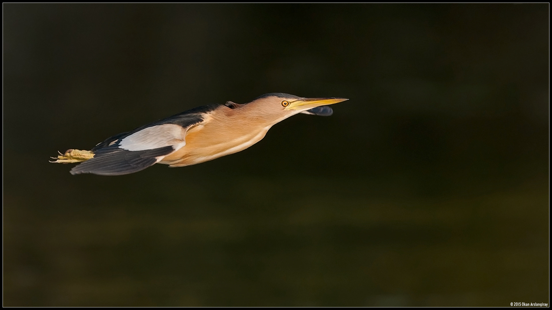 Nikon D300S sample photo. Little bittern, ixobrychus minutus photography