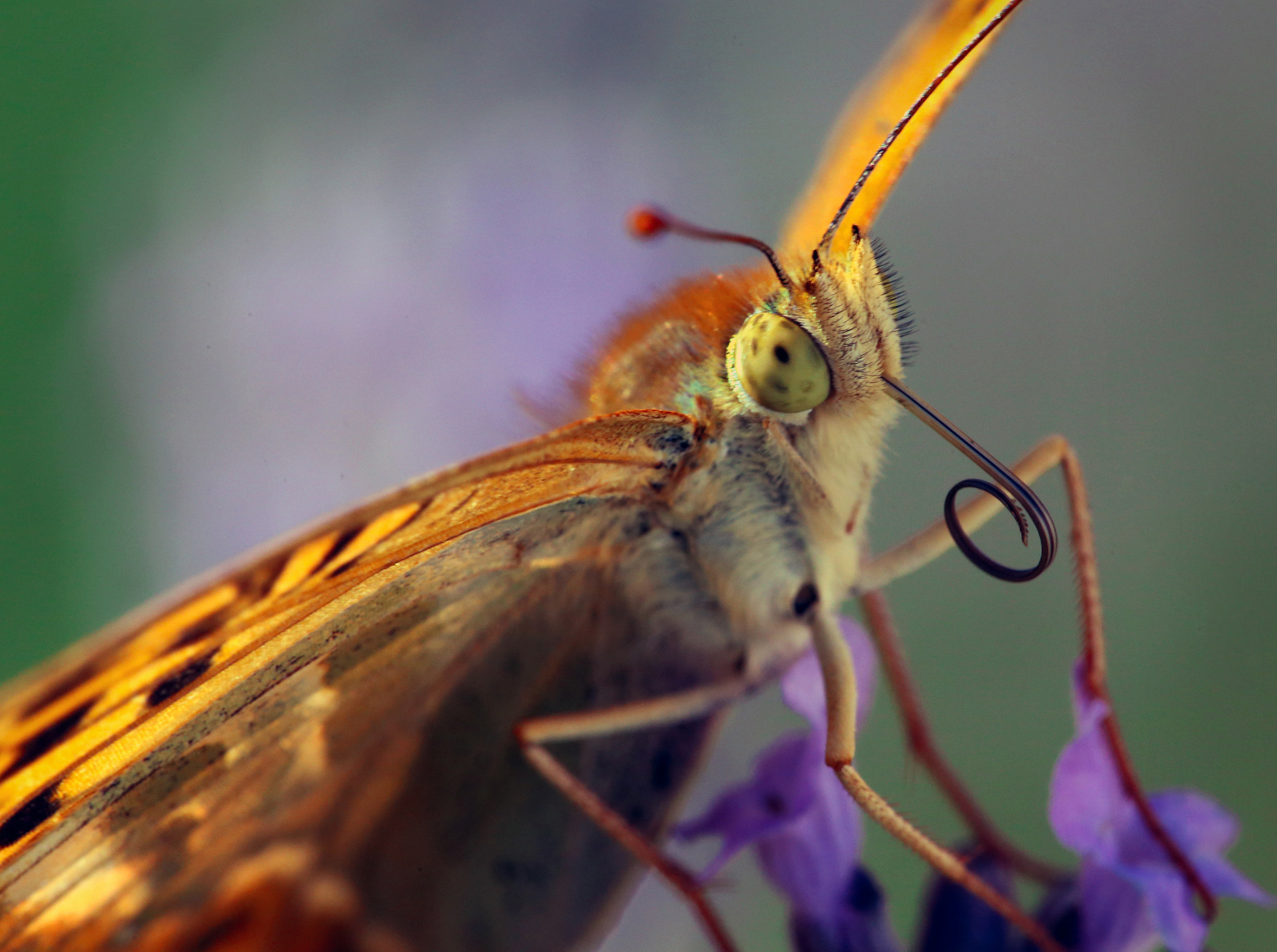 Canon EOS 6D sample photo. Into the eyes of a butterfly photography