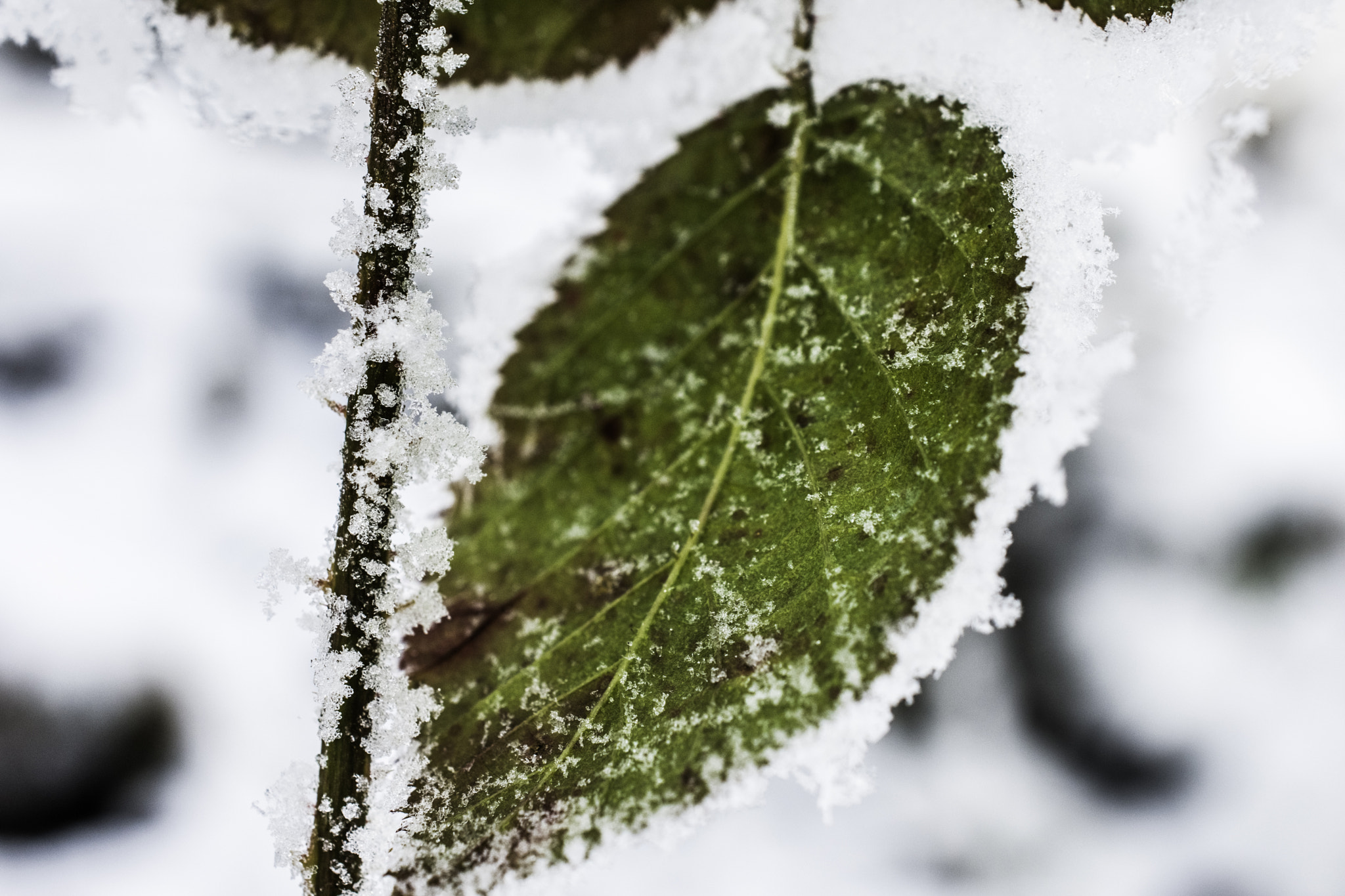 Nikon AF-S DX Micro Nikkor 40mm F2.8 sample photo. Ice leaves photography