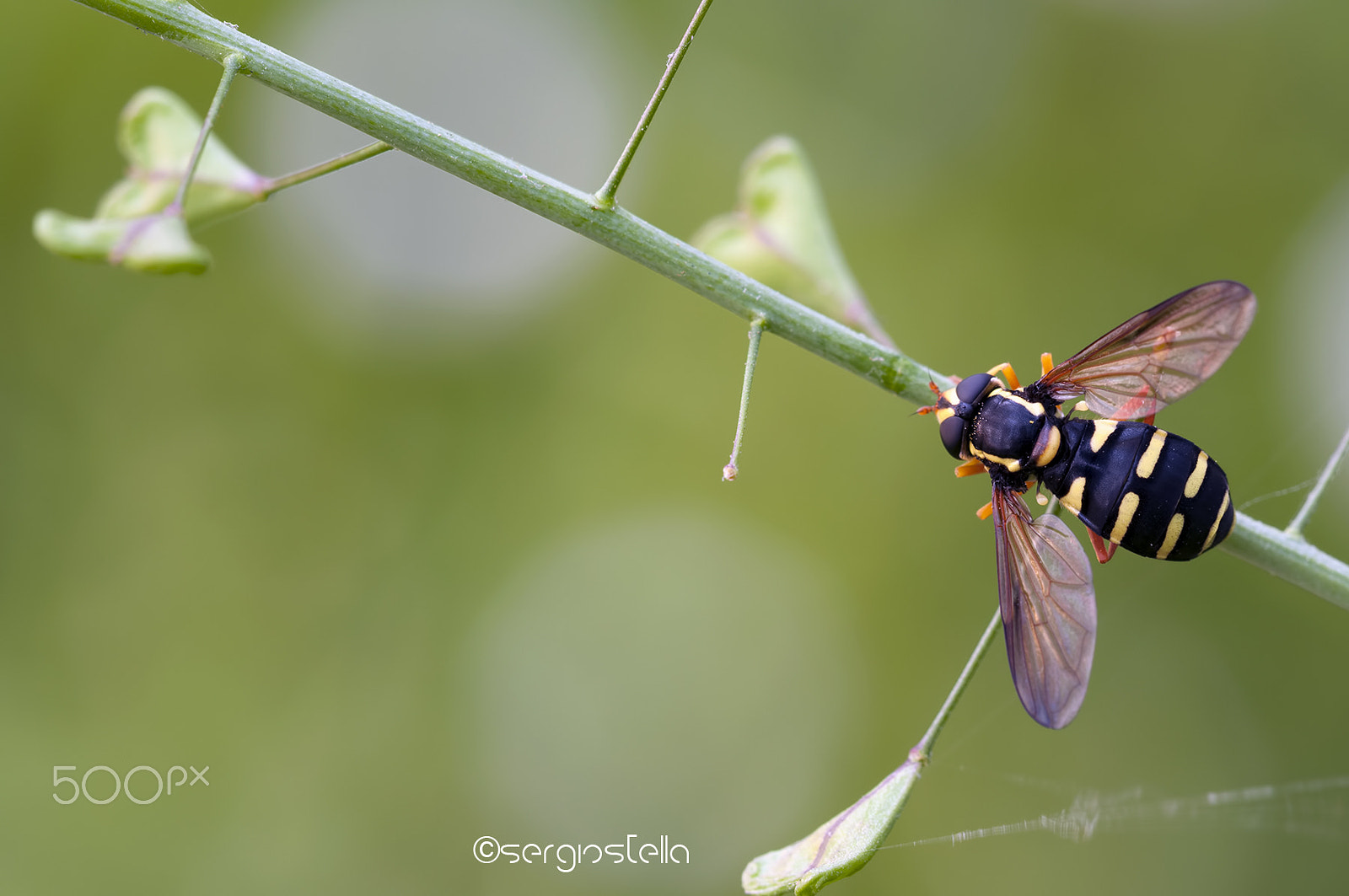 Sigma 150mm F2.8 EX DG Macro HSM sample photo. Xanthogramma_____ photography