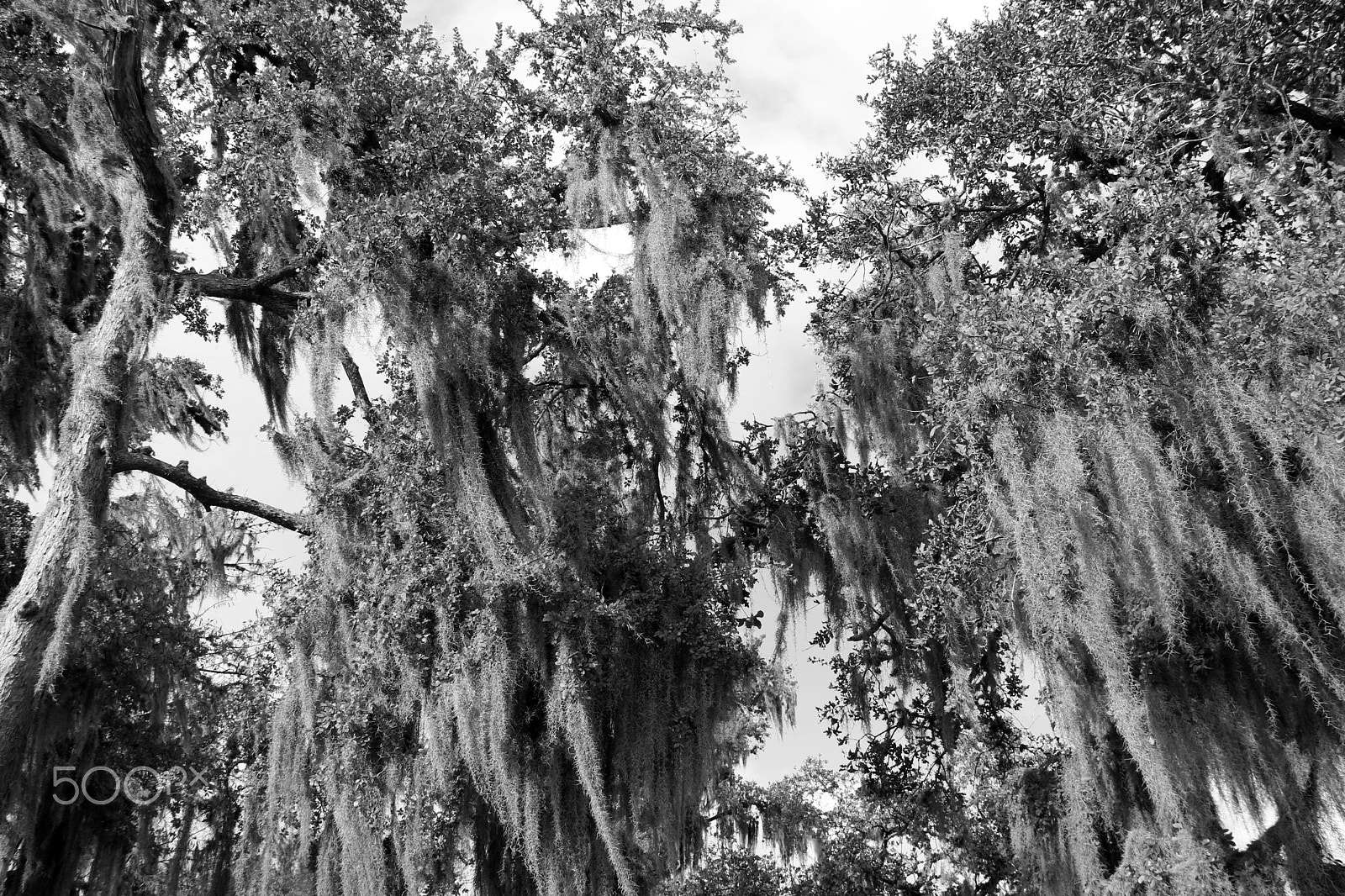 Canon EOS 750D (EOS Rebel T6i / EOS Kiss X8i) + Canon EF-S 18-135mm F3.5-5.6 IS sample photo. Spanish moss 4294 photography