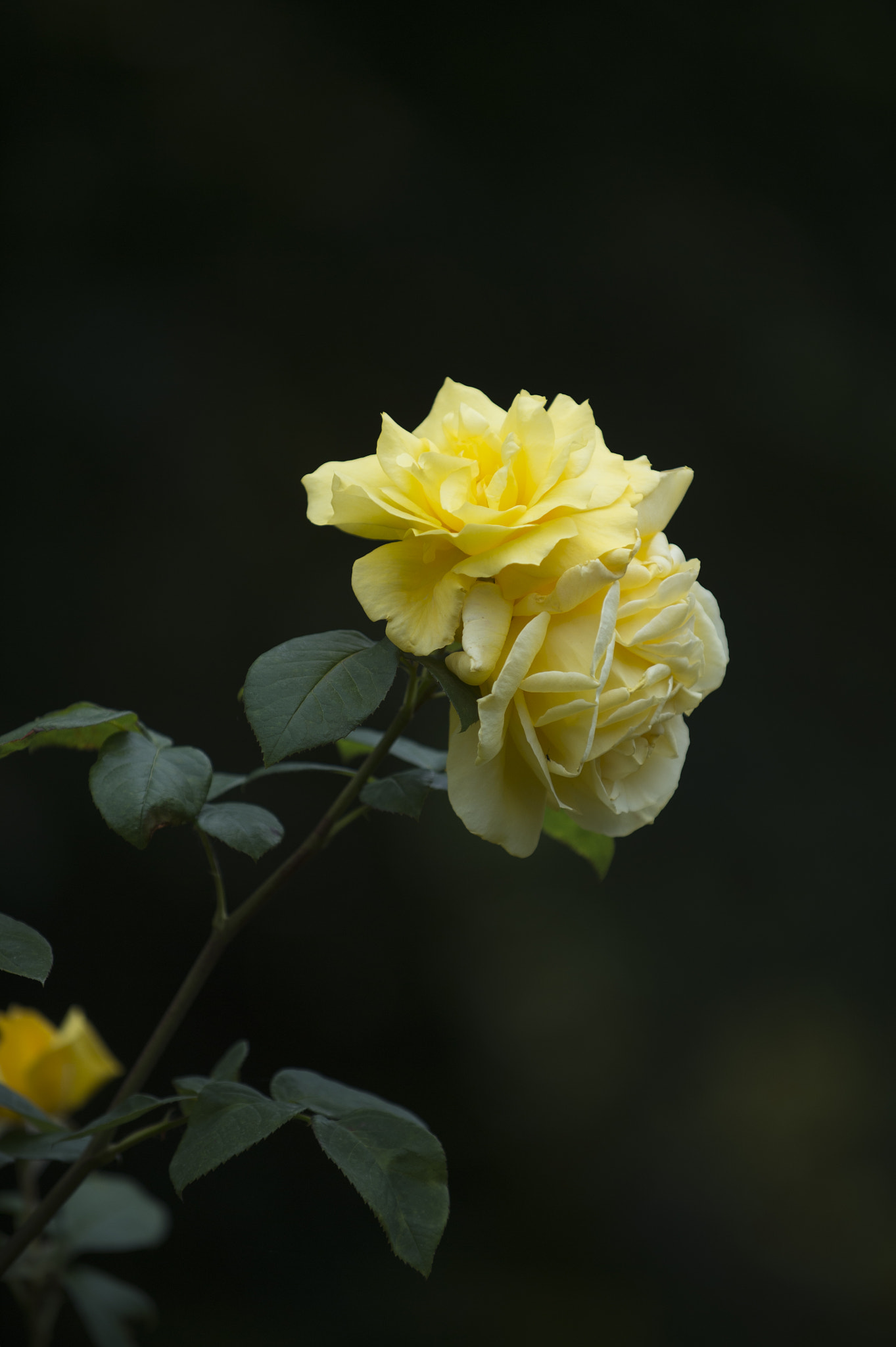 Nikon D4S sample photo