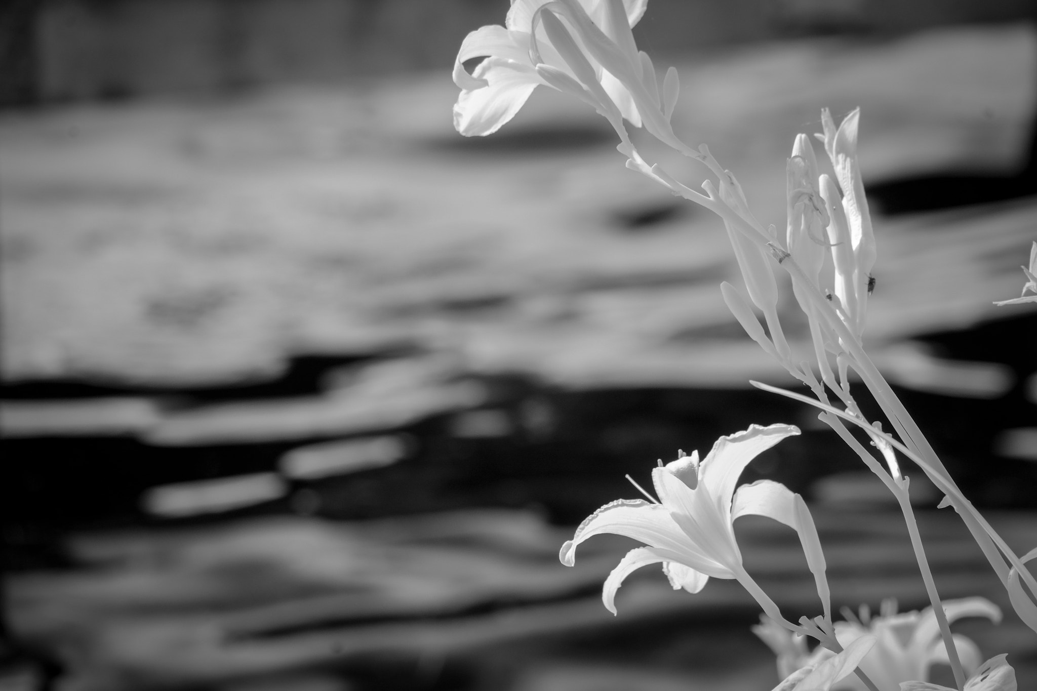 Fujifilm X-E1 + Fujifilm XC 50-230mm F4.5-6.7 OIS sample photo. Infrared lillies photography