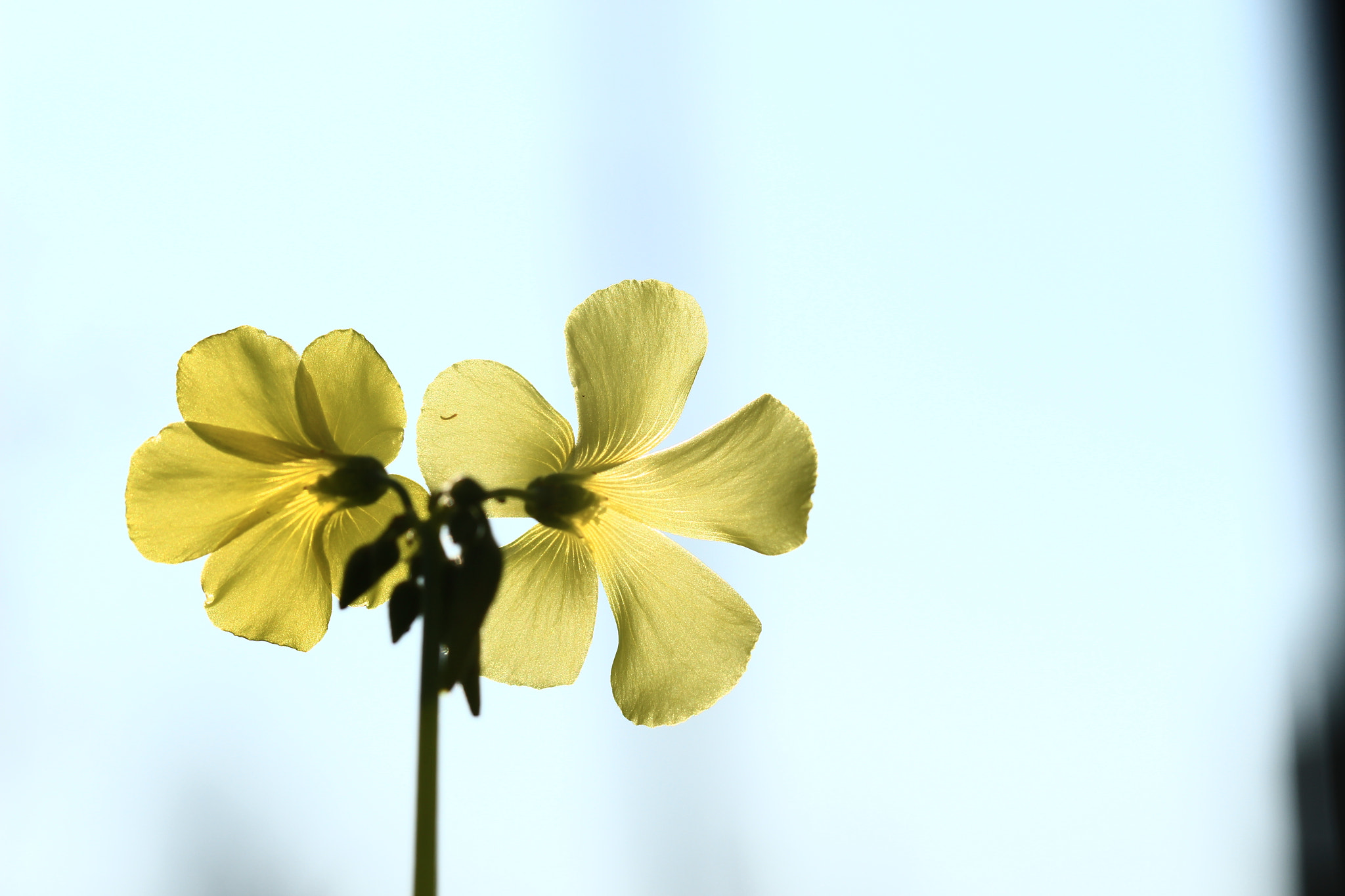 Canon EOS 700D (EOS Rebel T5i / EOS Kiss X7i) sample photo. In silhouette photography