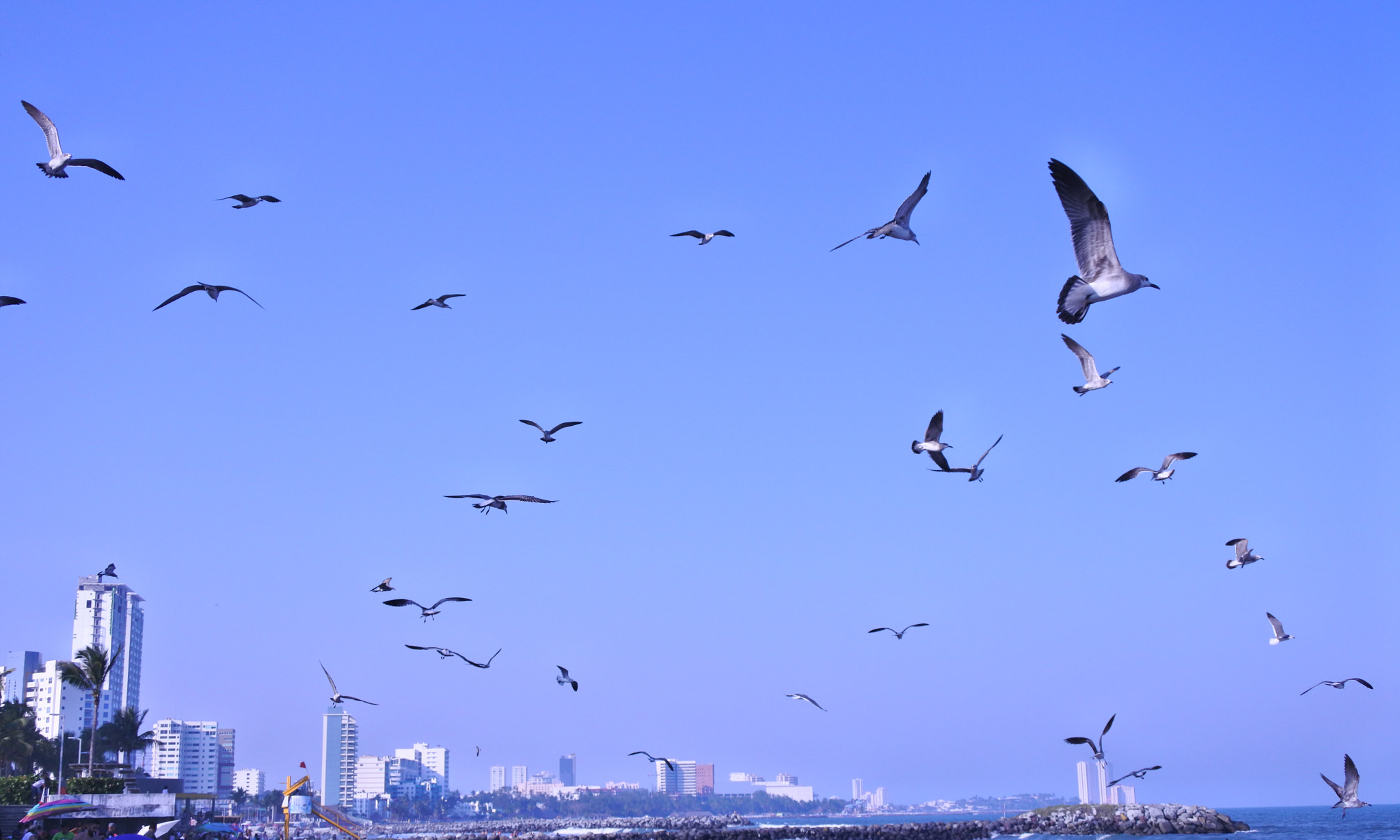 Nikon 1 J5 sample photo. Gaviotas photography