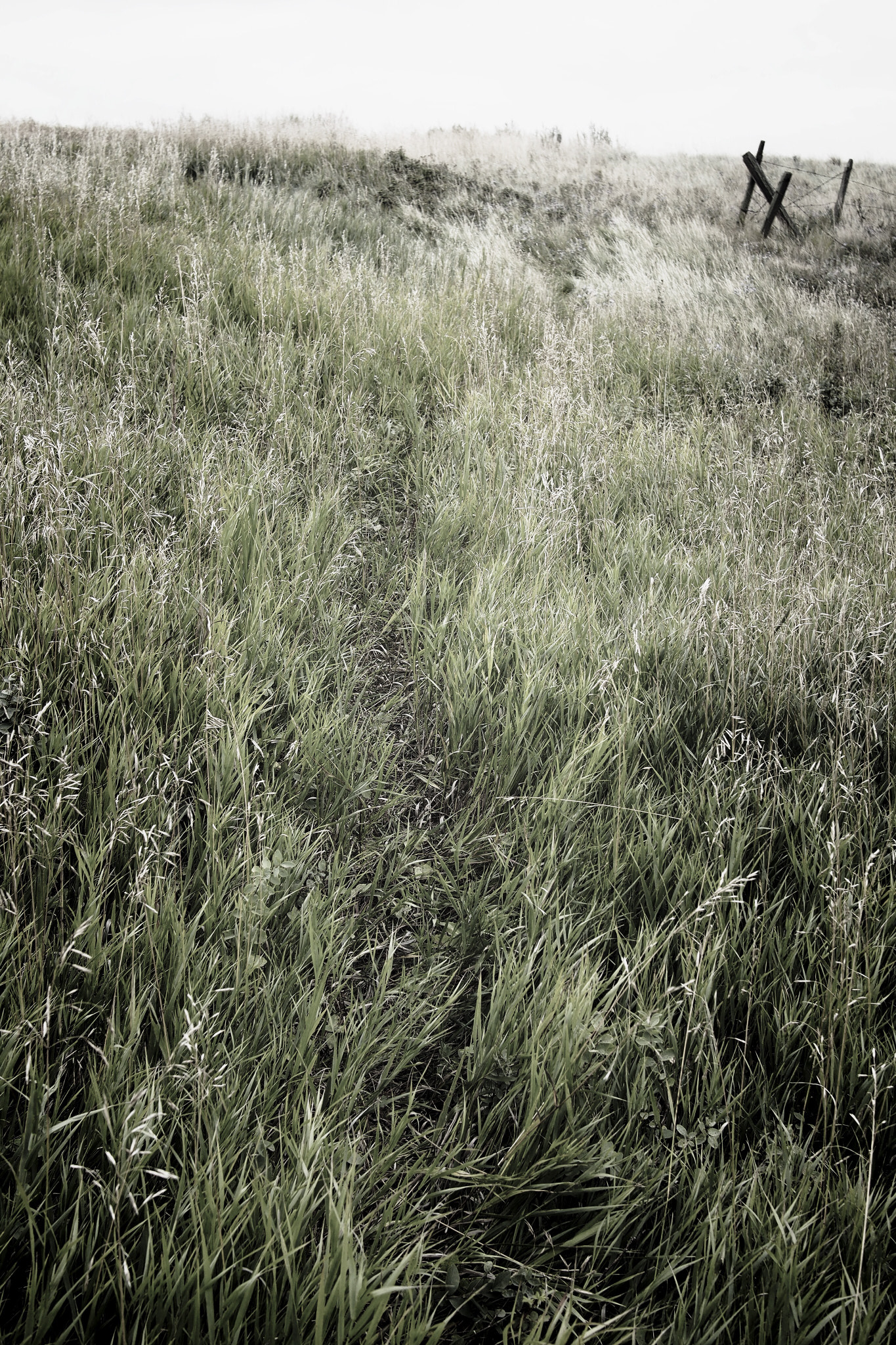 Olympus OM-D E-M5 + Panasonic Lumix G 20mm F1.7 ASPH sample photo. Badlands field path photography