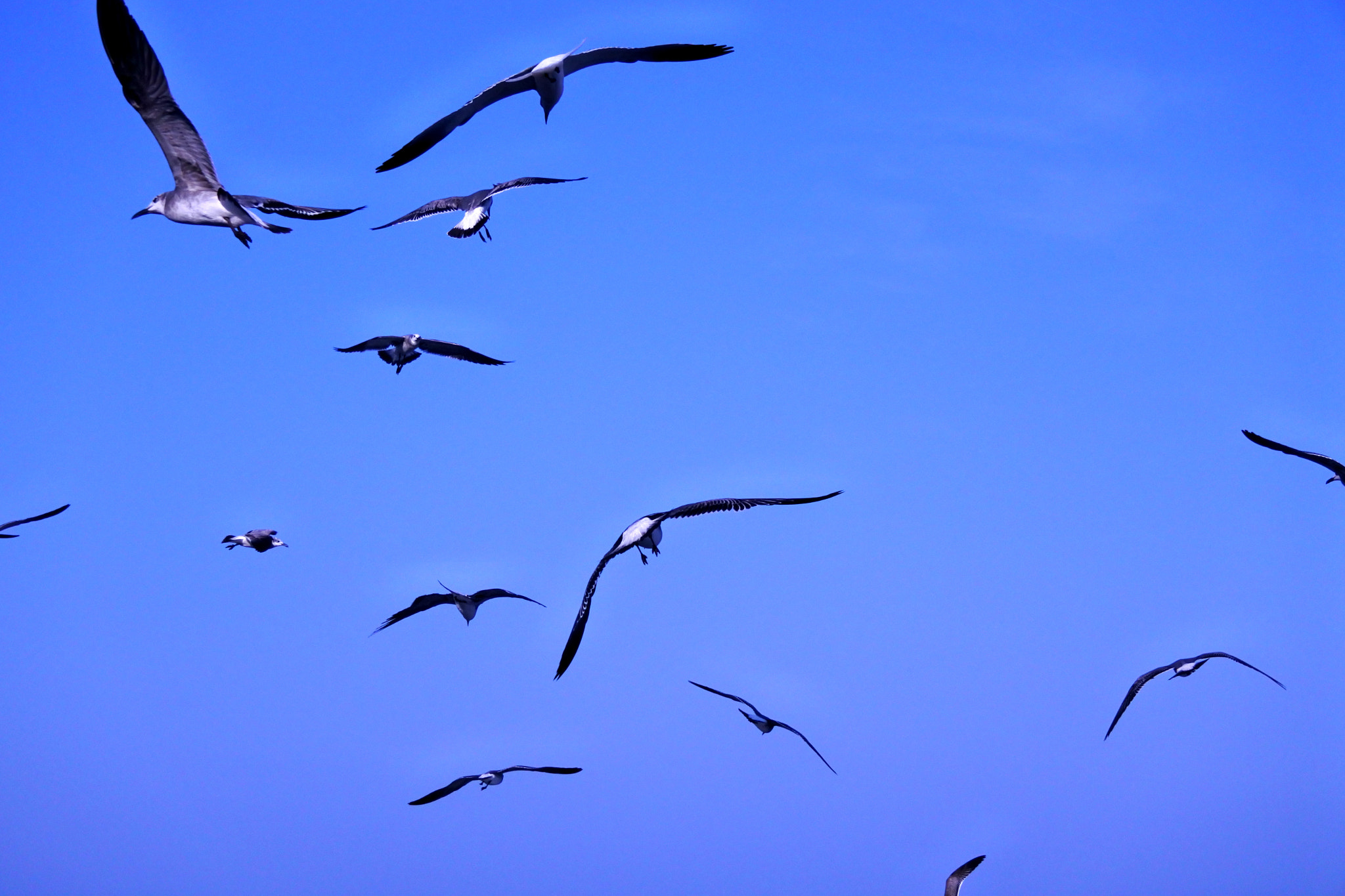 Nikon 1 J5 sample photo. Seagulls photography