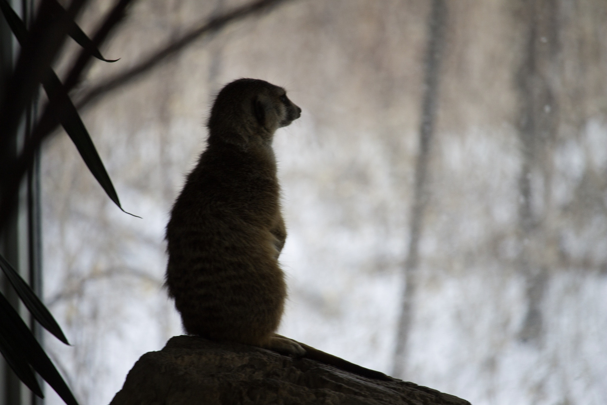 Canon EF-S 55-250mm F4-5.6 IS STM sample photo. "dreaming" photography