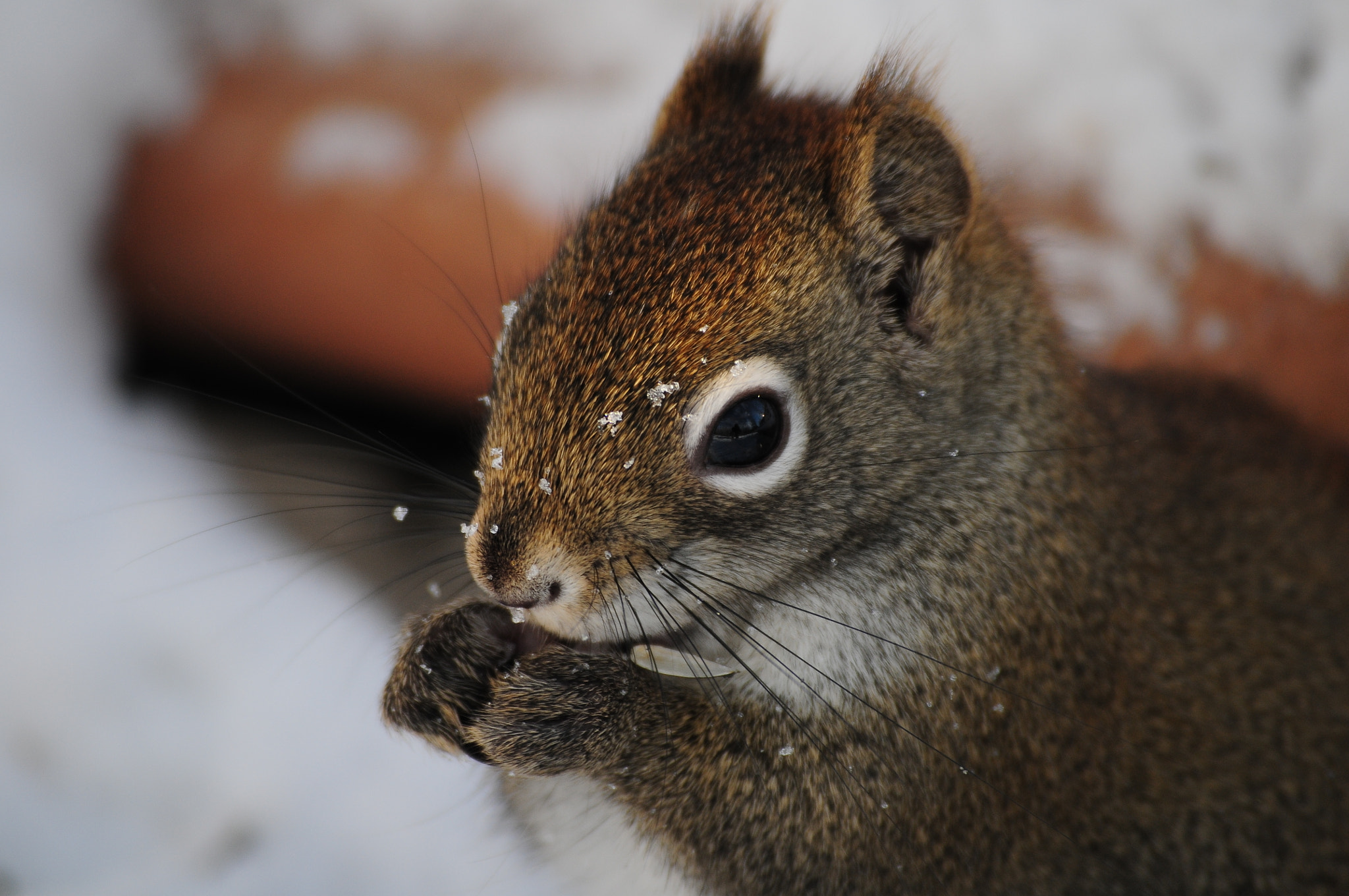 Nikon D300 sample photo. Seeds photography