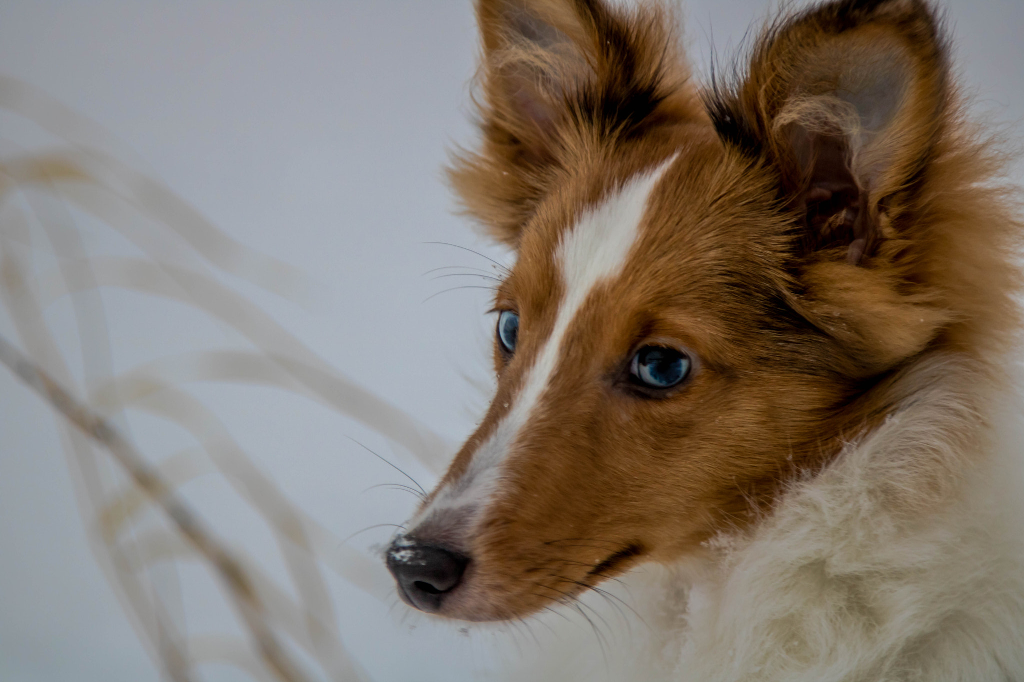 Canon EOS 750D (EOS Rebel T6i / EOS Kiss X8i) + Canon EF 24-105mm F4L IS USM sample photo. My dog maila photography