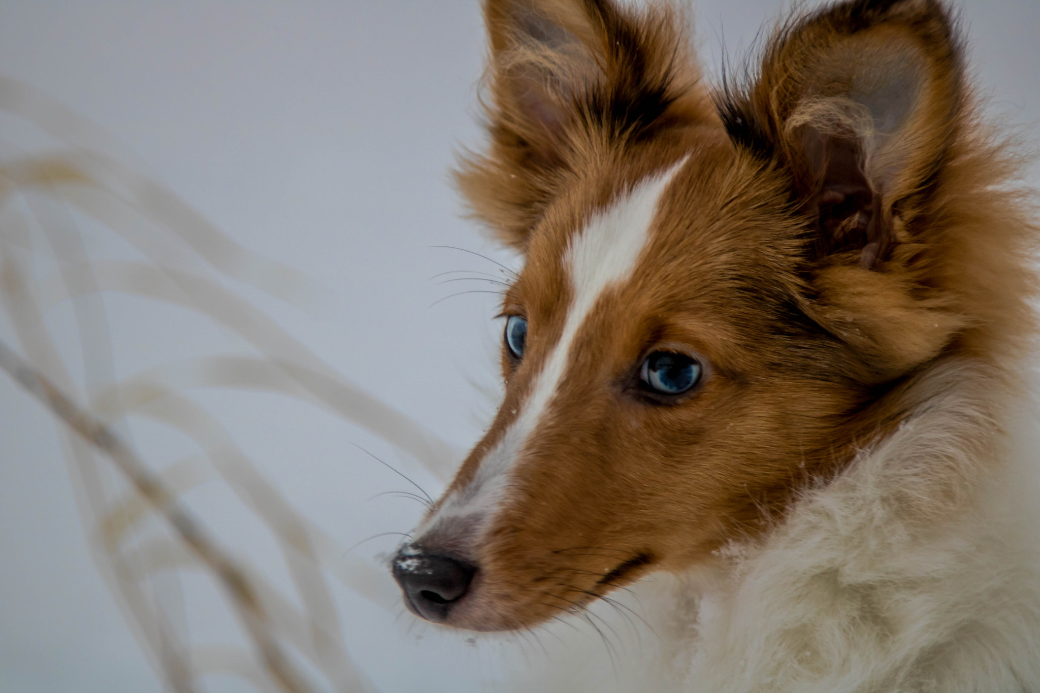 Canon EOS 750D (EOS Rebel T6i / EOS Kiss X8i) sample photo. My dog maila photography