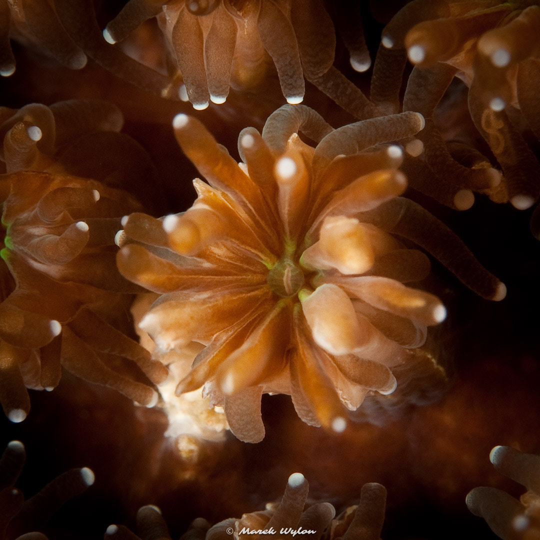 Nikon AF-S Micro-Nikkor 60mm F2.8G ED sample photo. Coral | raja ampat | 2009.10.24 photography