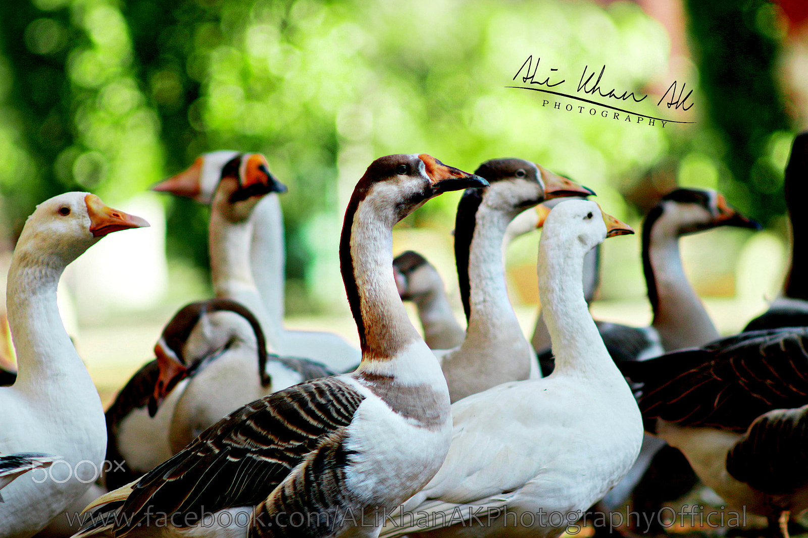 Canon EF 35-80mm f/4-5.6 sample photo. Ali khan ak - ali khan ak photography photography