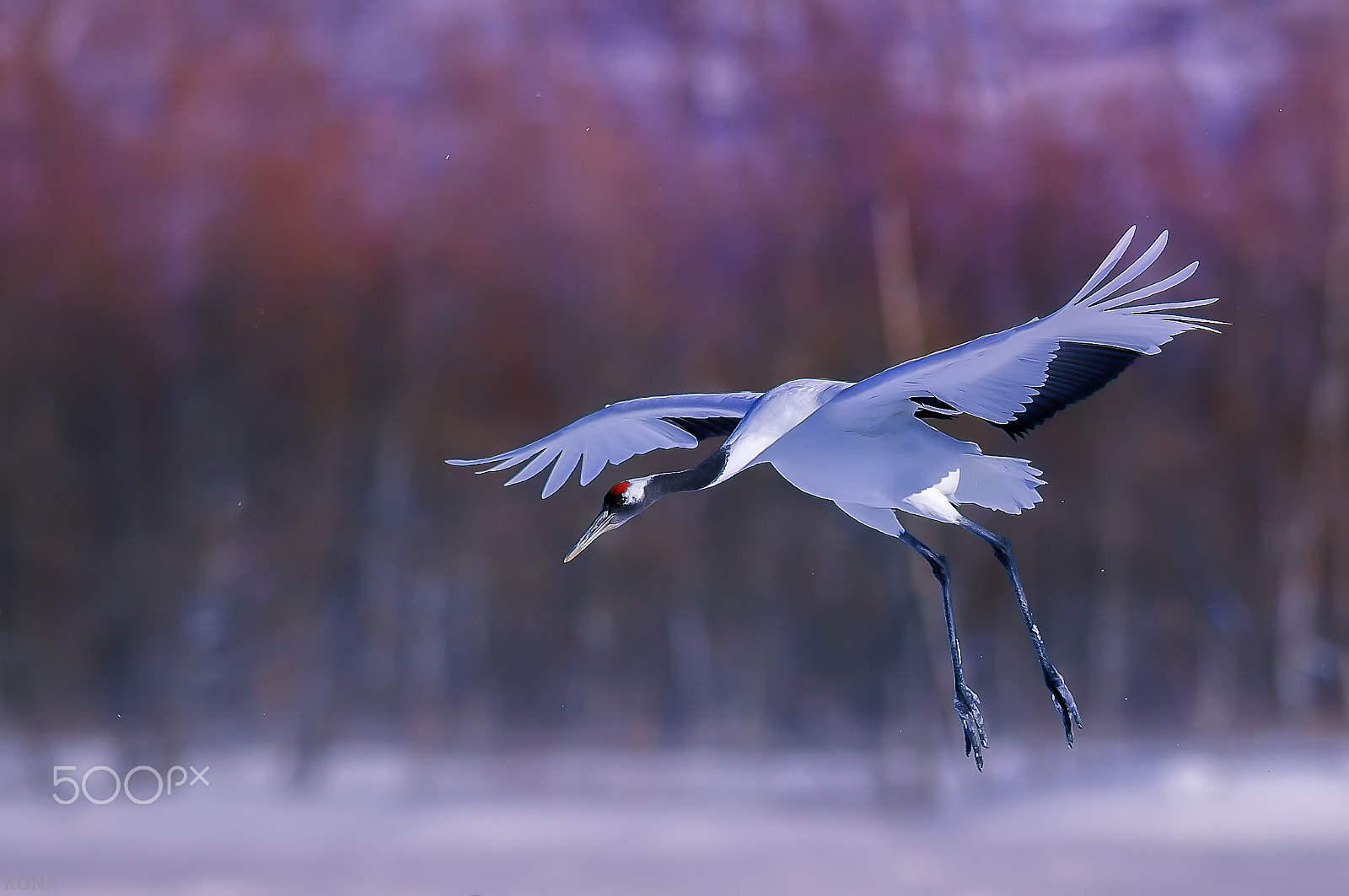 Nikon AF-S Nikkor 400mm F2.8G ED VR II sample photo. 31961055082.  tantyou photography