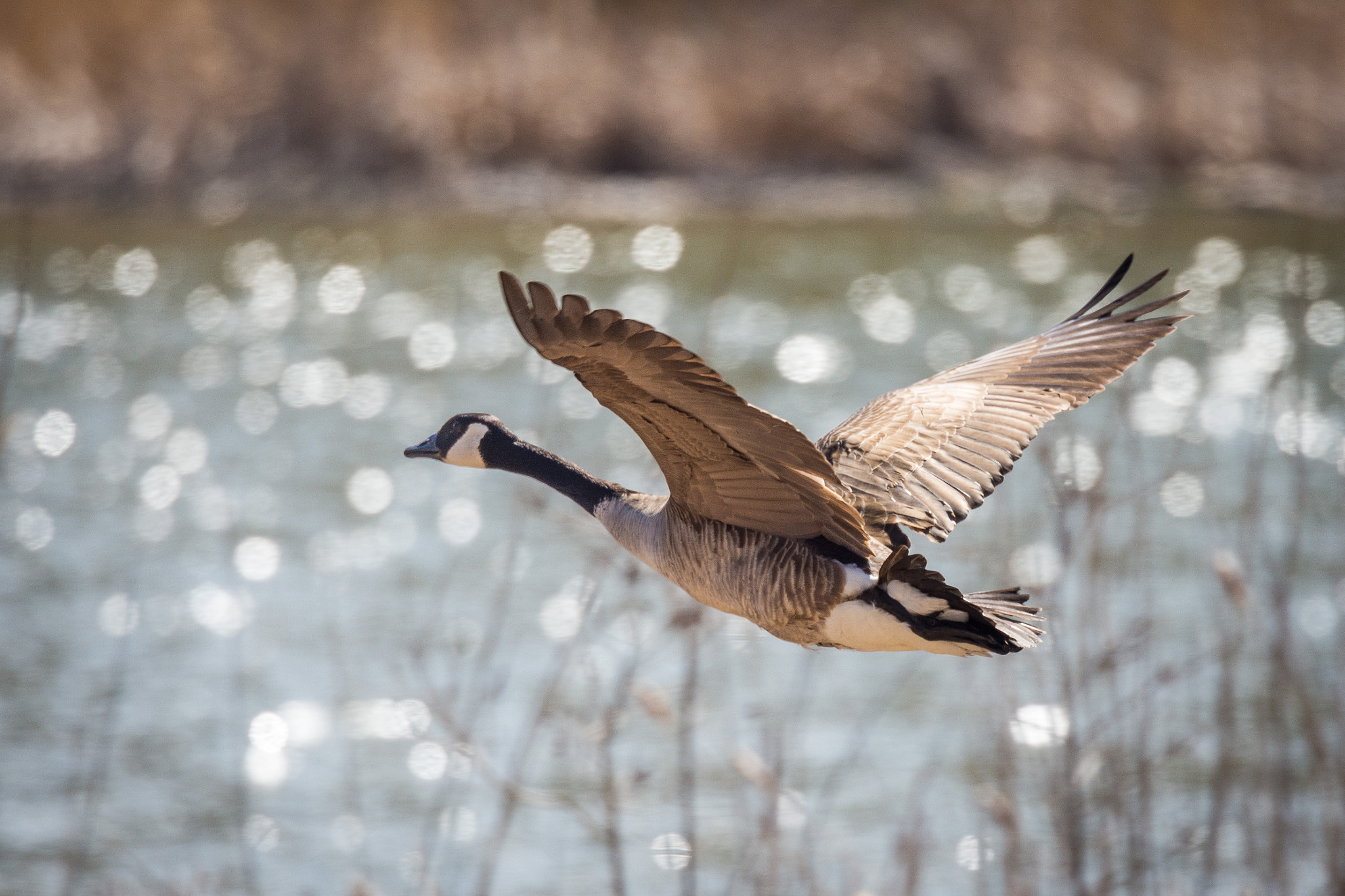 Nikon Nikkor AF-S 300mm F4E PF ED VR sample photo. Canadian goose photography