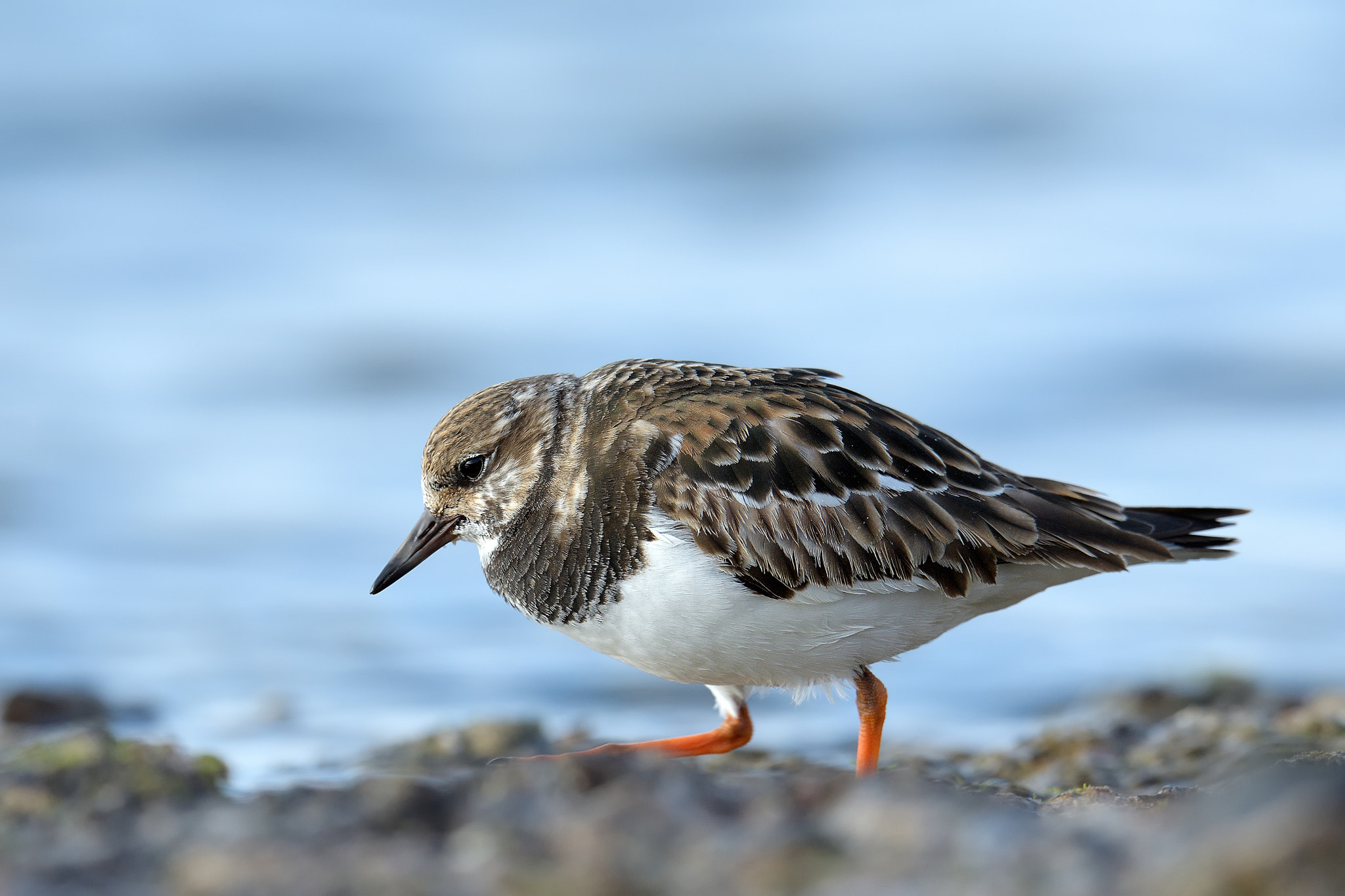 Nikon D500 + Nikon AF-S Nikkor 600mm F4G ED VR sample photo. Ruddy turnstone photography