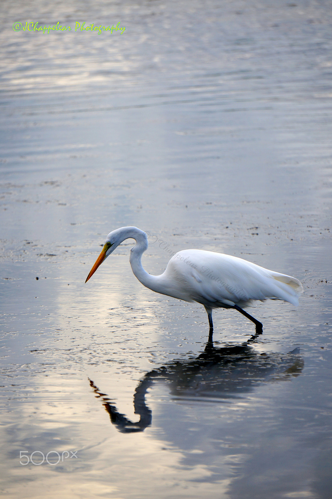 Sony FE 24-240mm F3.5-6.3 OSS sample photo. Egret reflection photography