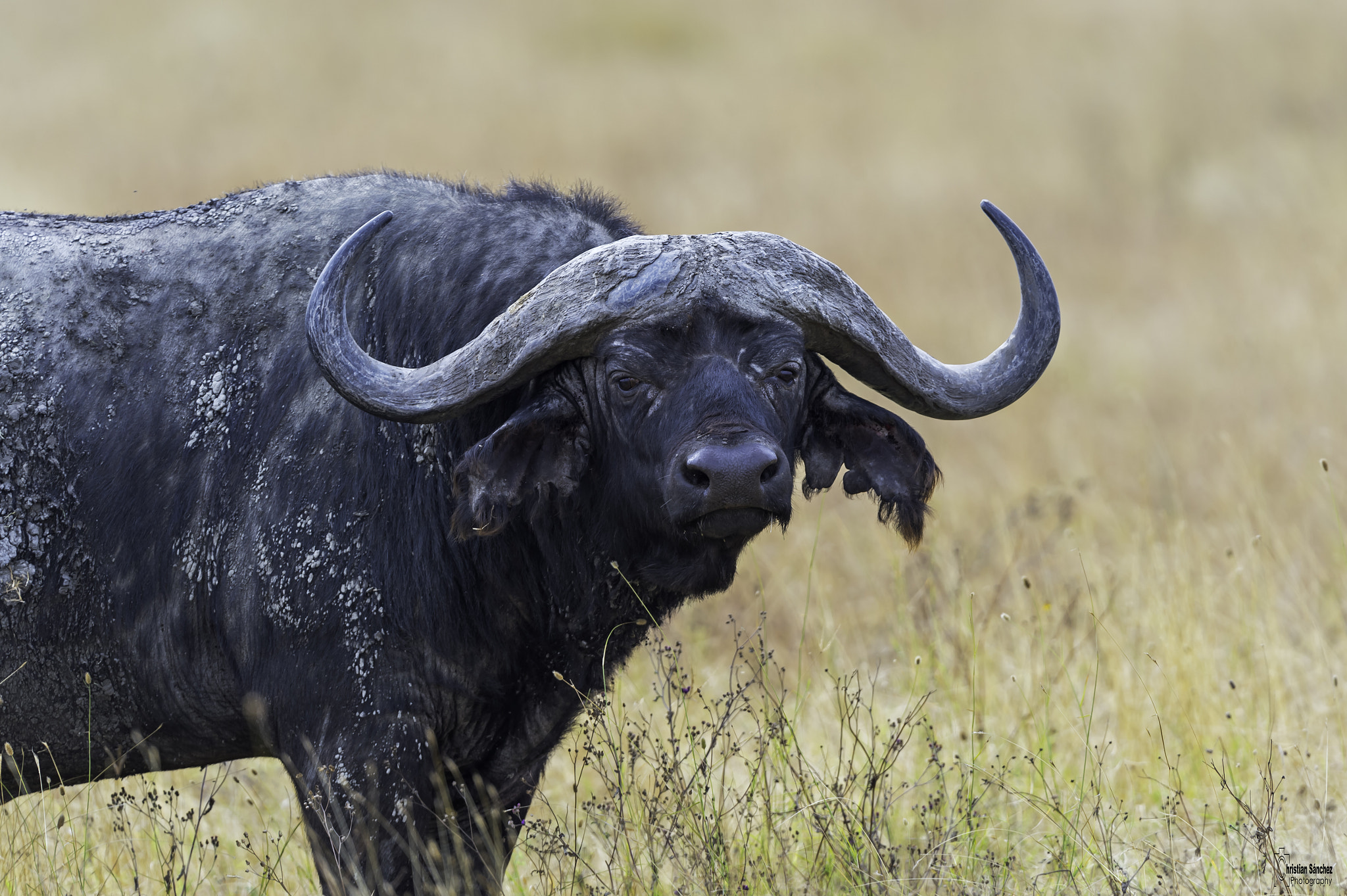 Nikon AF-S Nikkor 400mm F2.8G ED VR II sample photo. Cape buffalo photography