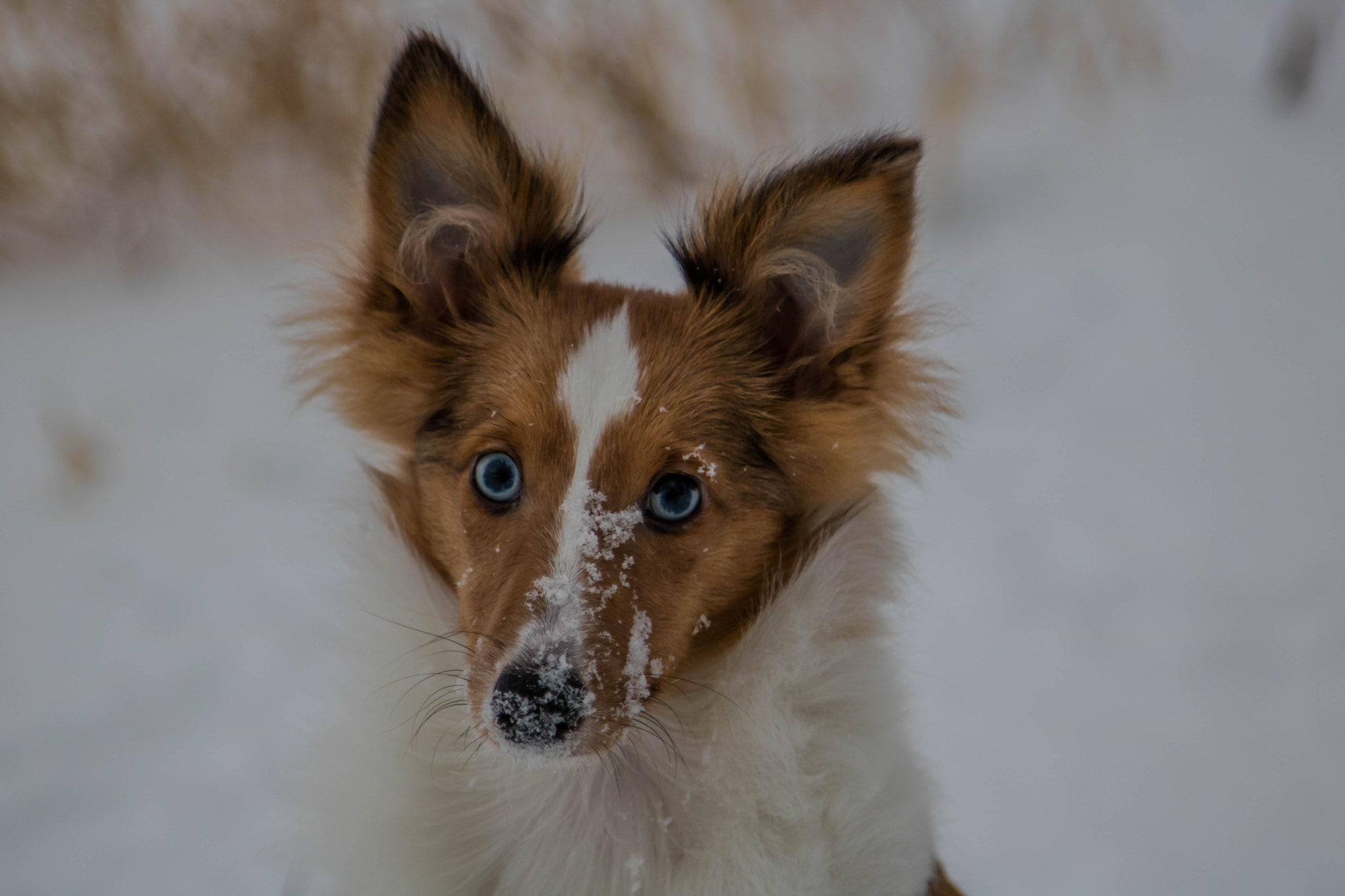 Canon EOS 750D (EOS Rebel T6i / EOS Kiss X8i) sample photo. My dog maila photography