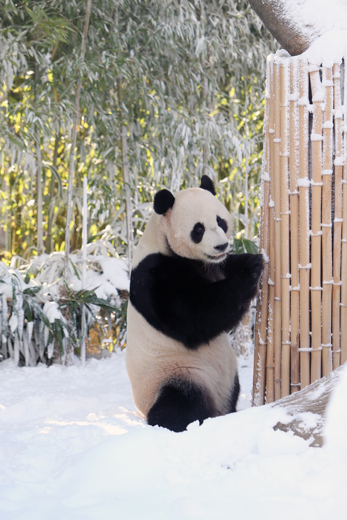 Canon EOS-1D X sample photo. Snow panda sitting in everland, korea photography