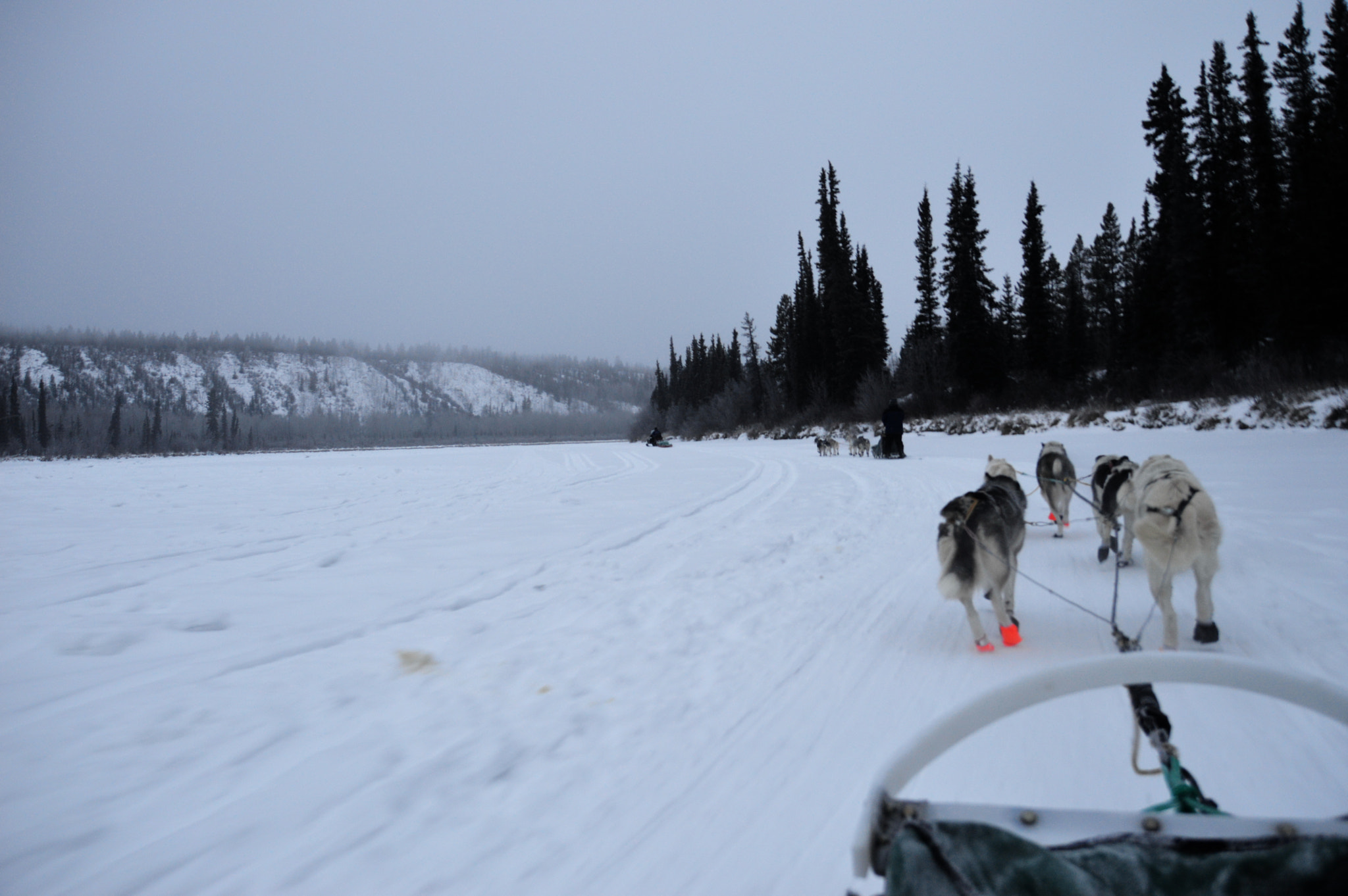 Nikon D3200 + Sigma 18-200mm F3.5-6.3 II DC OS HSM sample photo. Dogsled photography