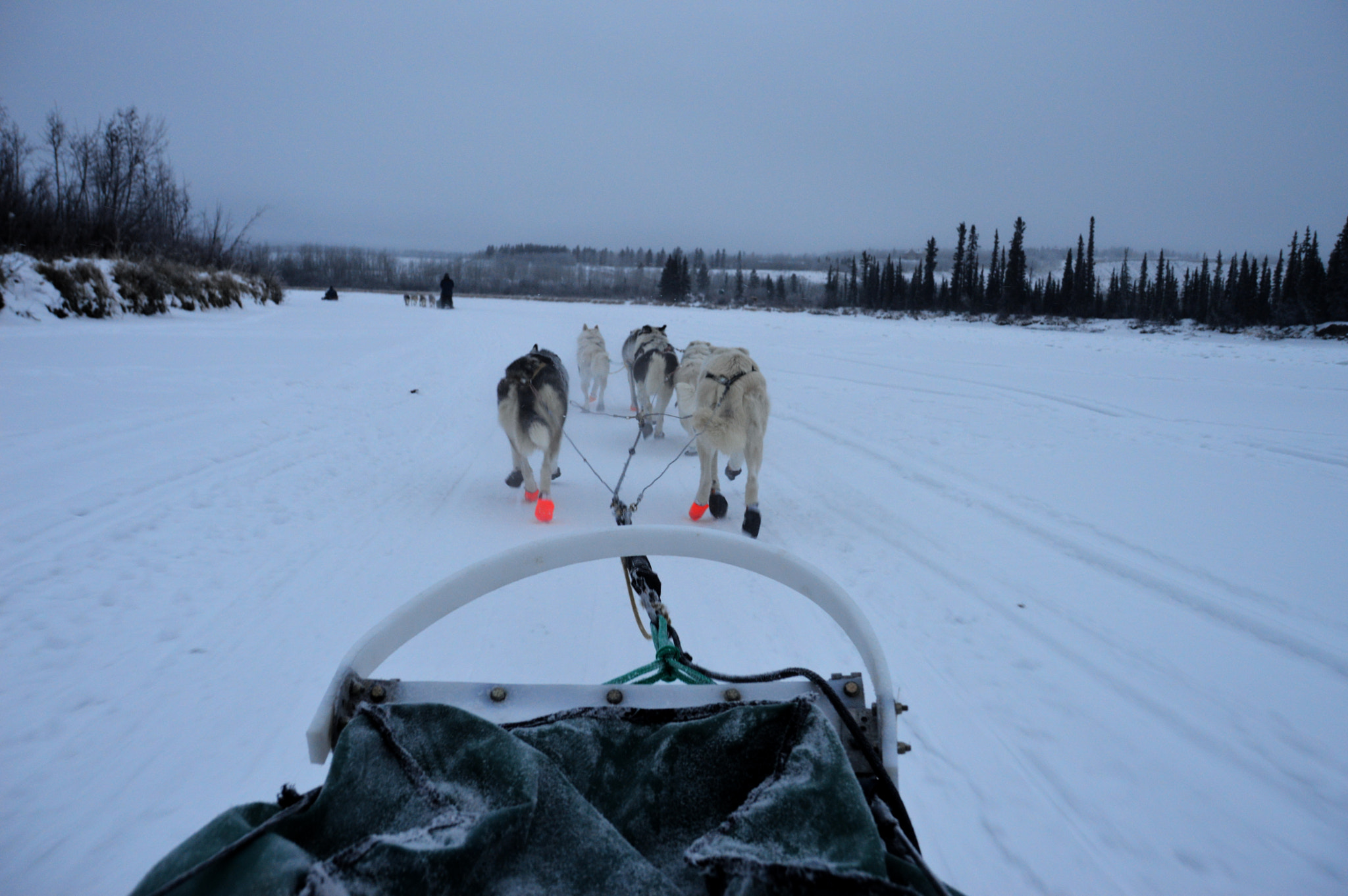 Nikon D3200 + Sigma 18-200mm F3.5-6.3 II DC OS HSM sample photo. Dogsled photography