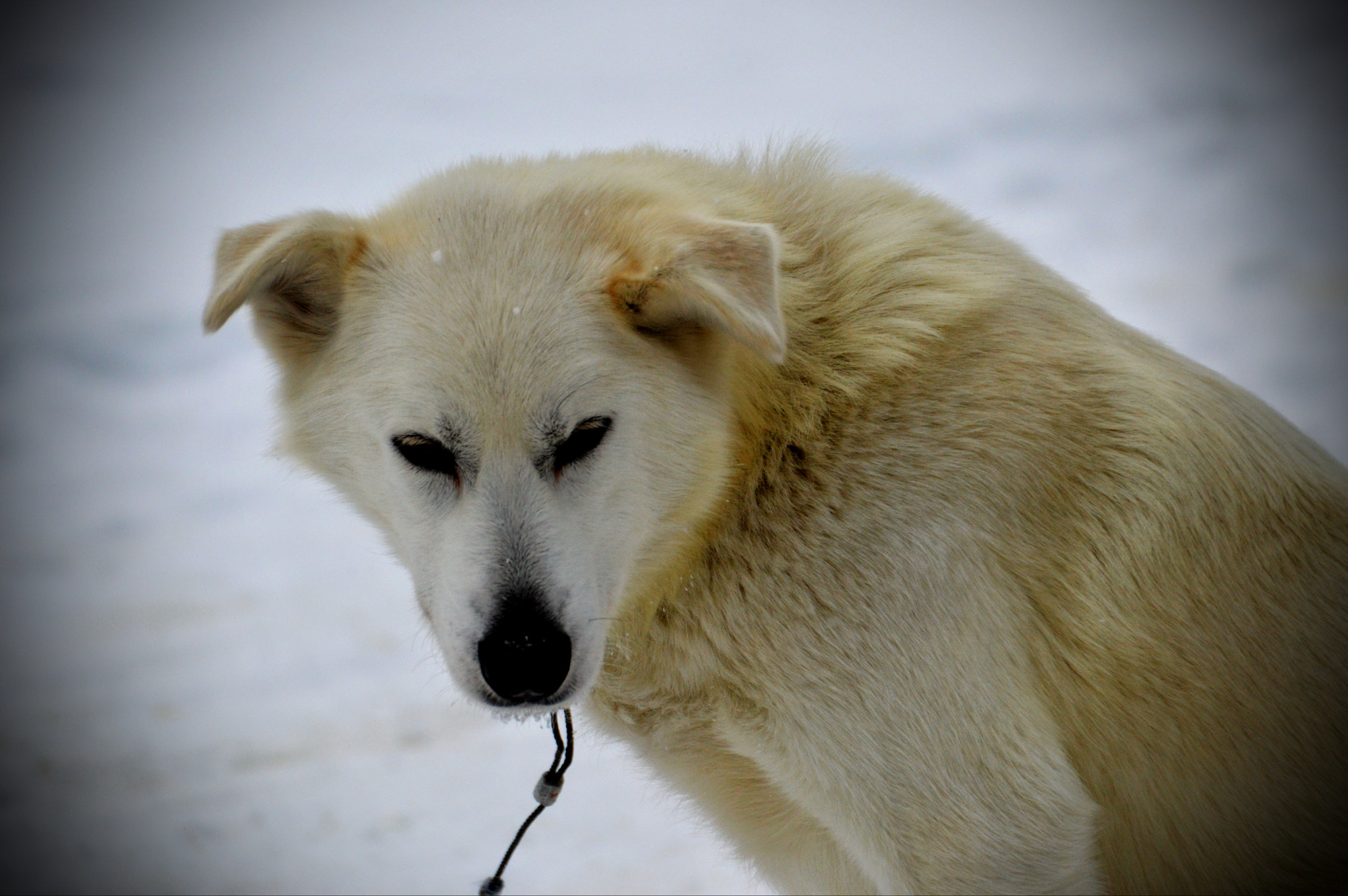 Nikon D3200 + Sigma 18-200mm F3.5-6.3 II DC OS HSM sample photo. Husky! photography