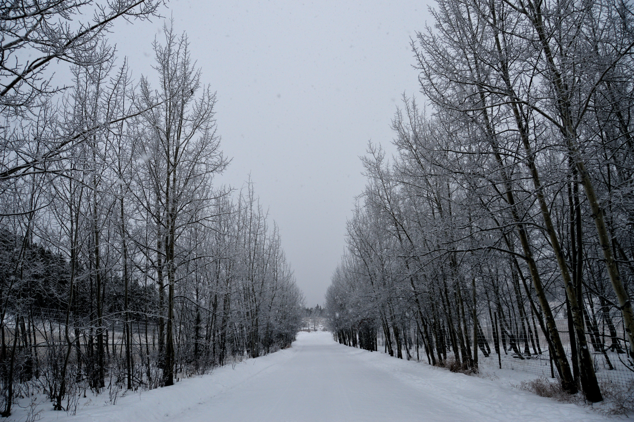 Sigma 18-200mm F3.5-6.3 II DC OS HSM sample photo. Whitehorse photography