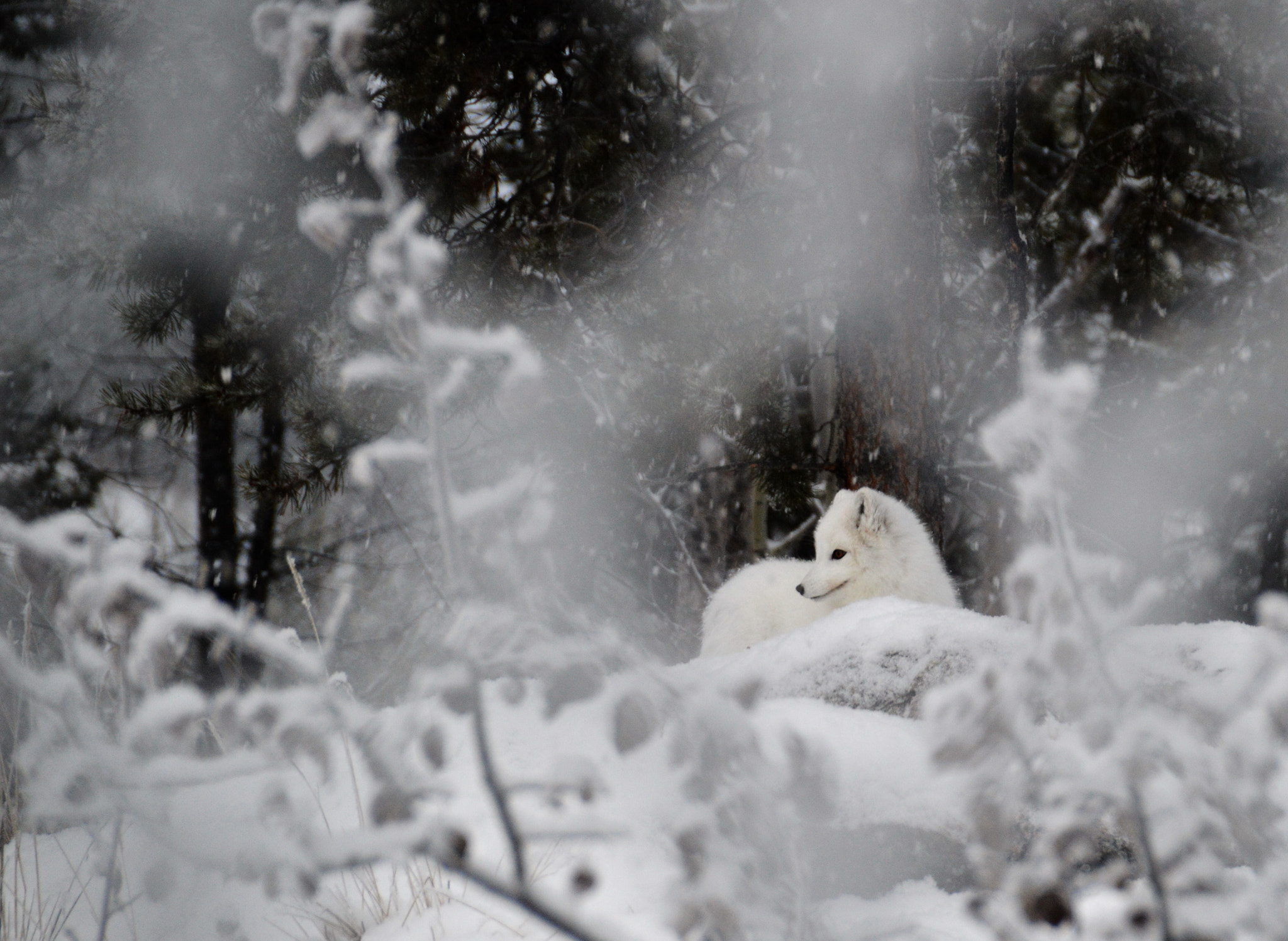 Nikon D3200 + Sigma 18-200mm F3.5-6.3 II DC OS HSM sample photo. White fox in the snow photography