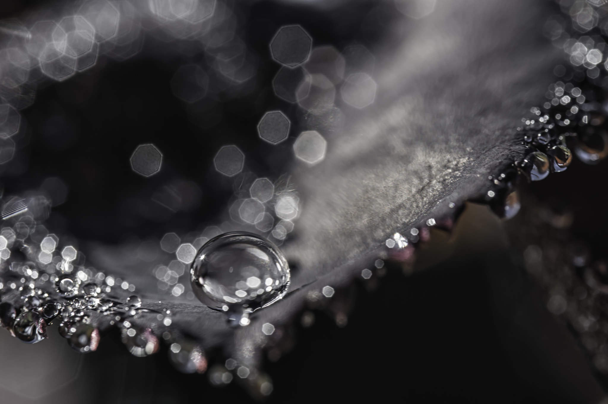 Nikon D3200 sample photo. Rain drop on leaf #1 photography