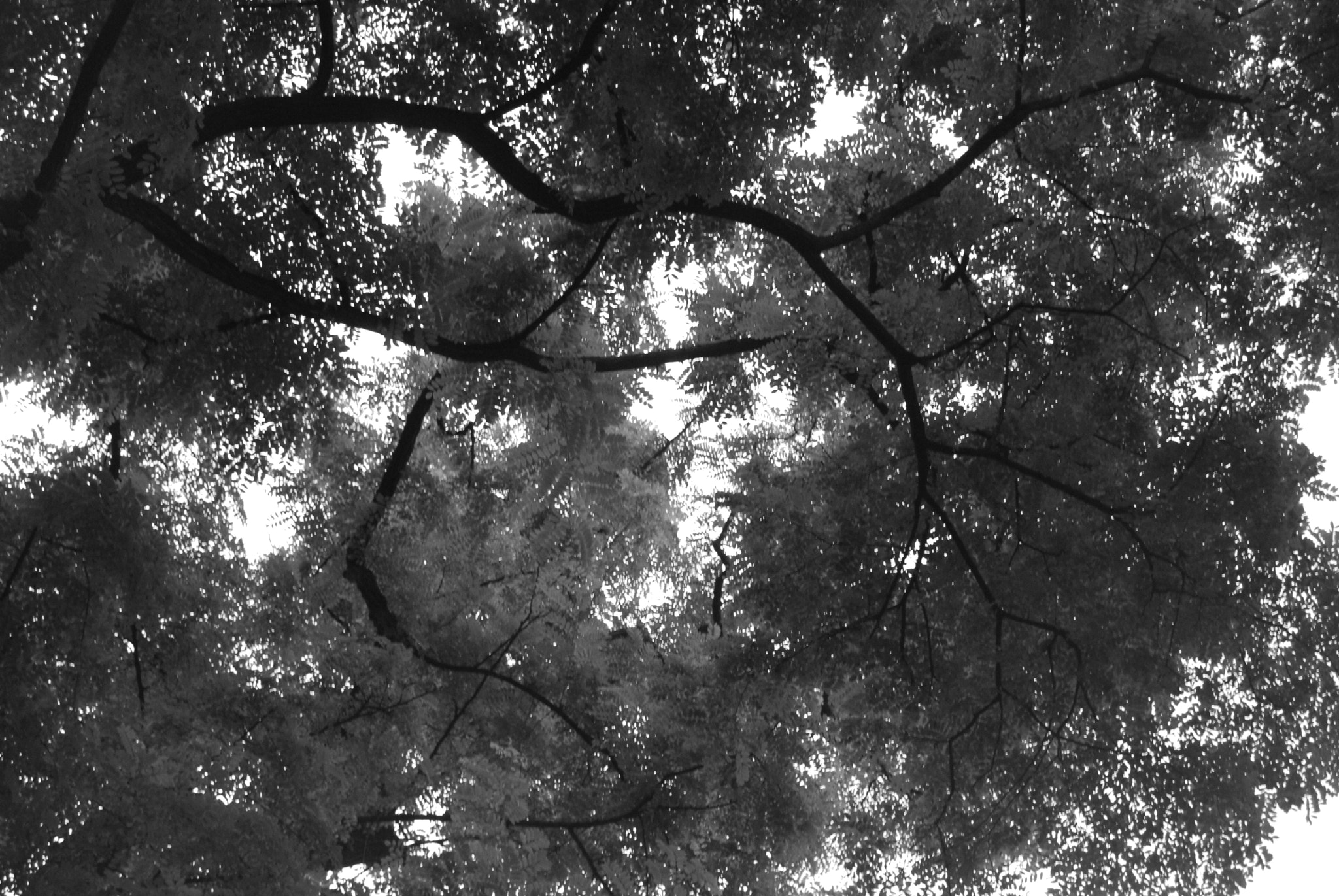 Nikon D40X sample photo. Csc photography