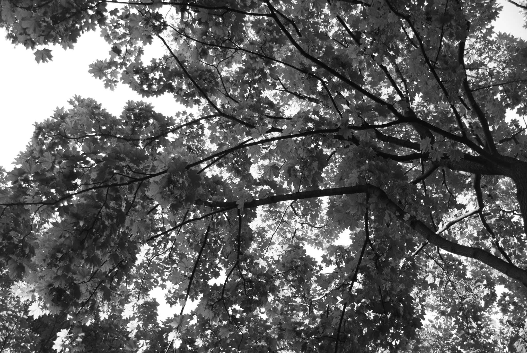 Nikon D40X sample photo. Csc photography