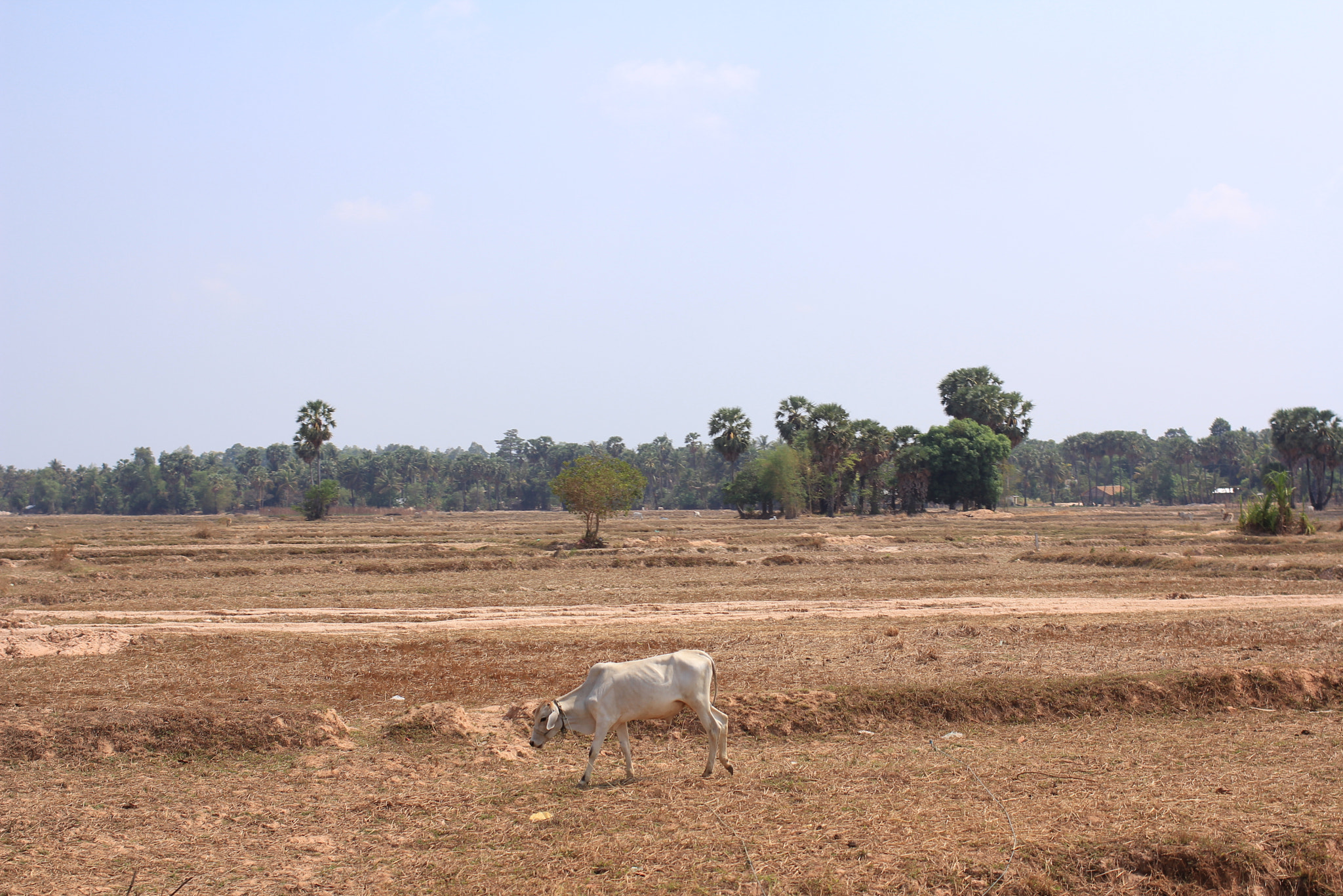 Canon EOS 60D + Canon EF 35mm F2 sample photo. Cambodia photography