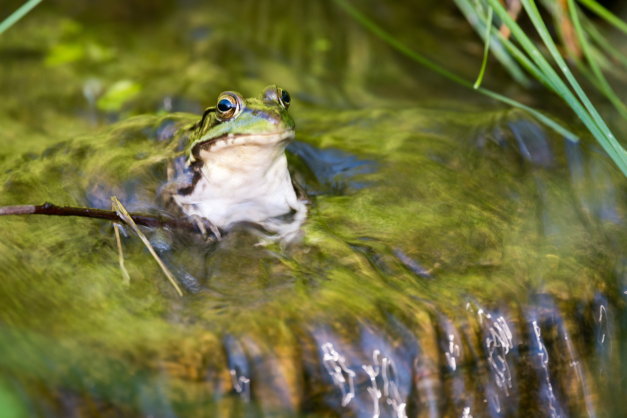 Nikon Nikkor AF-S 300mm F4E PF ED VR sample photo. Streaming frog photography