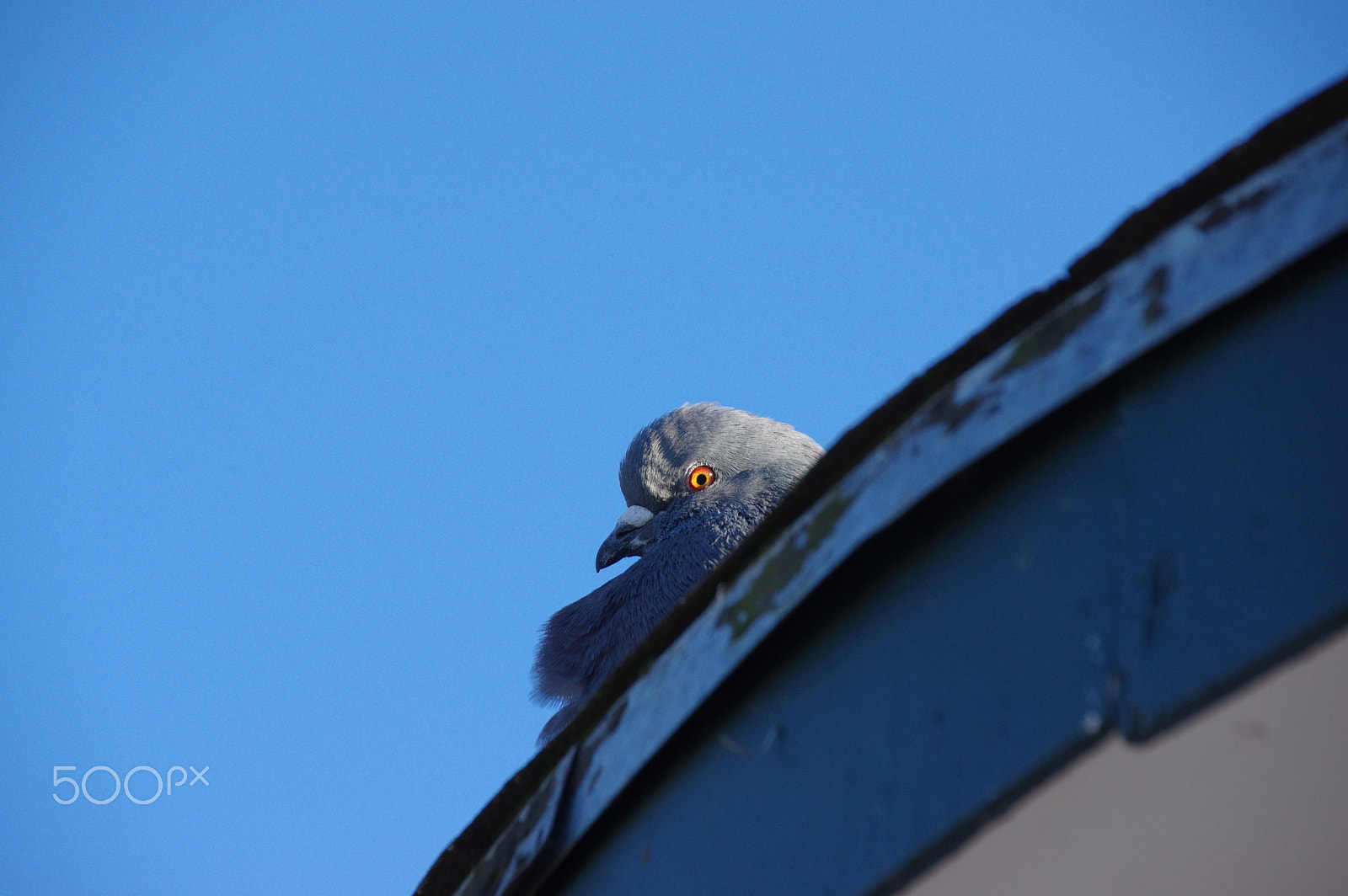 Sigma 18-250mm F3.5-6.3 DC Macro OS HSM sample photo. Eye of the pigeon photography